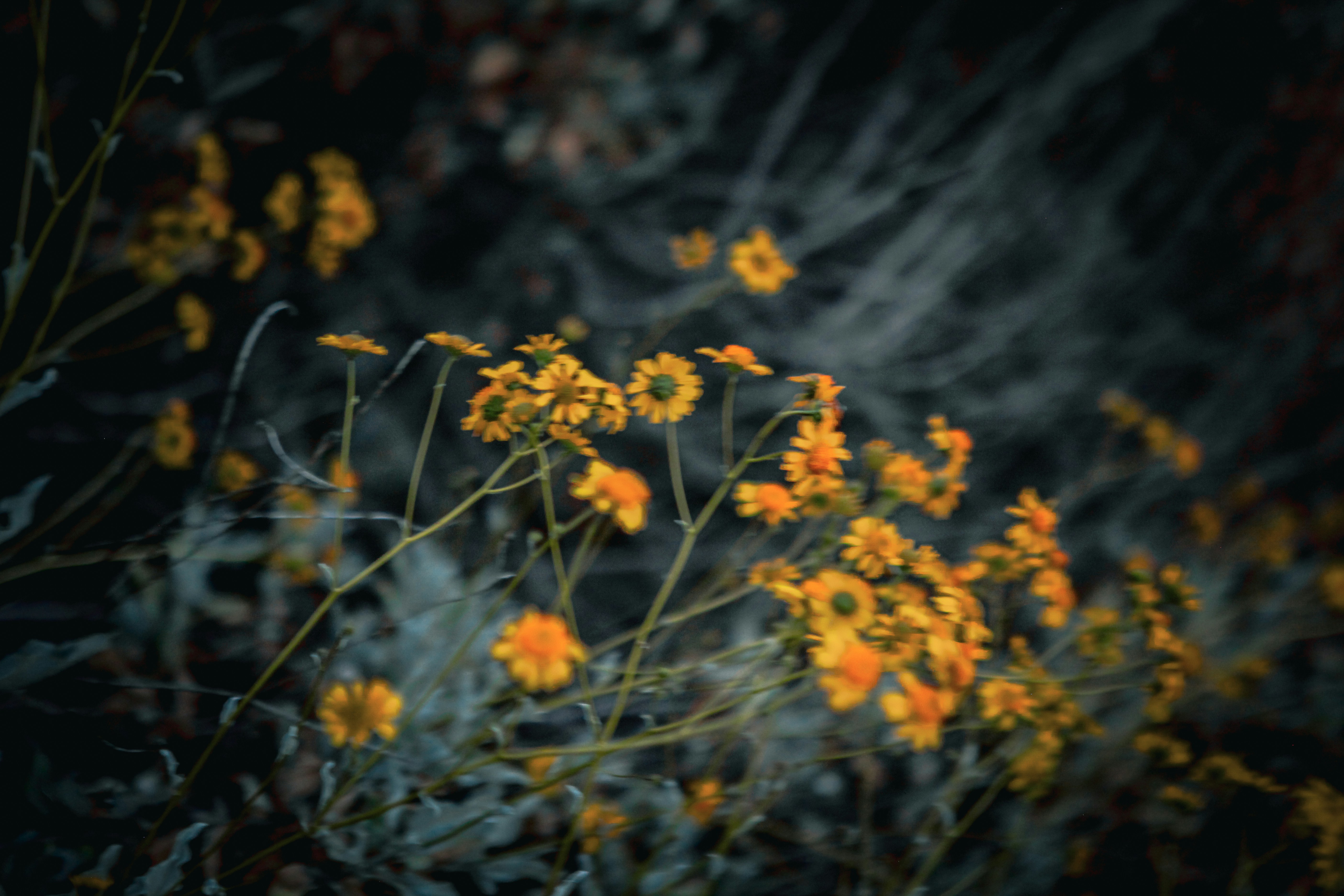 Photo by aurora_original