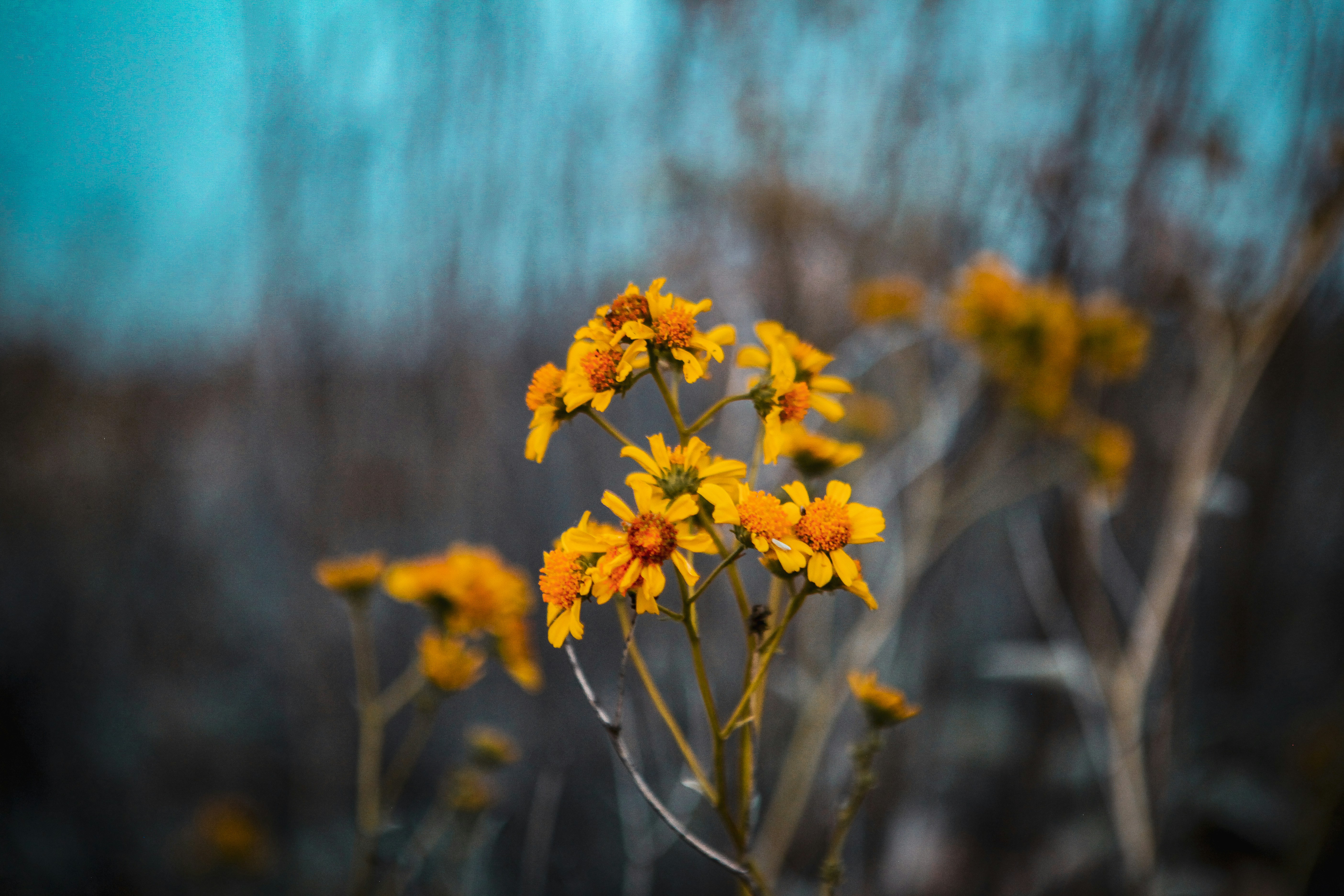 Photo by aurora_original