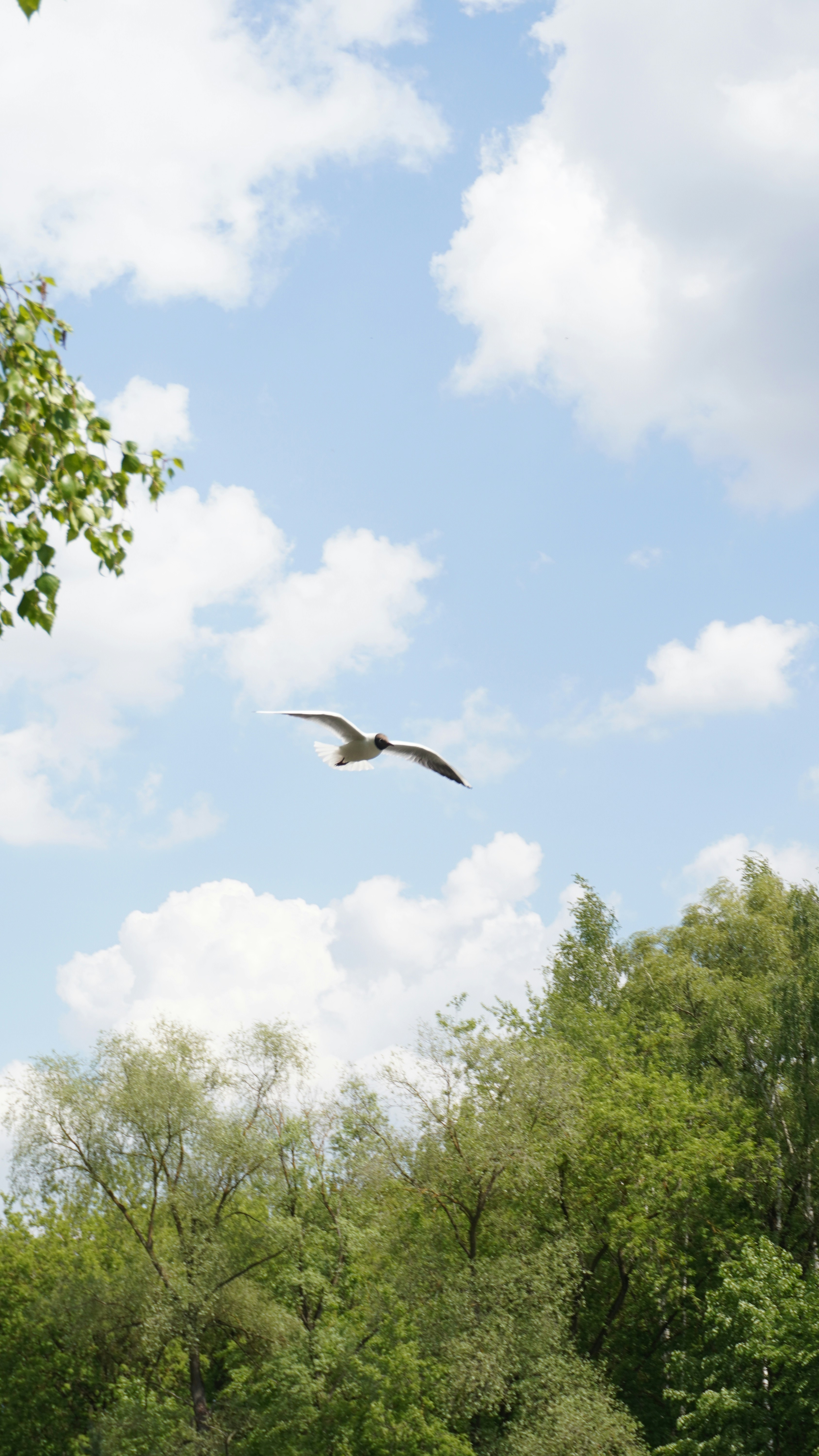 A seagull flies through a cloudy sky.
