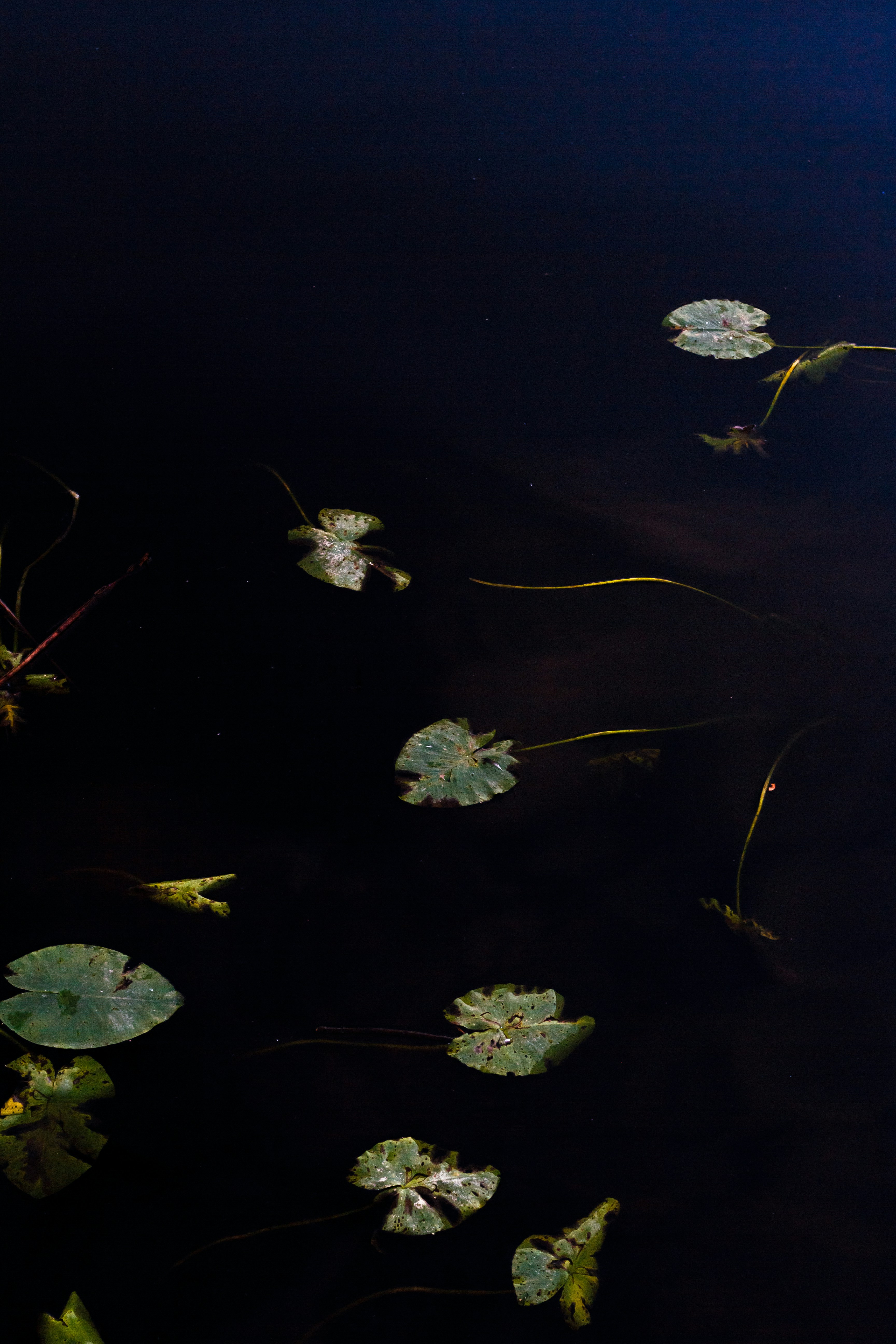 Photo by bartnewtone