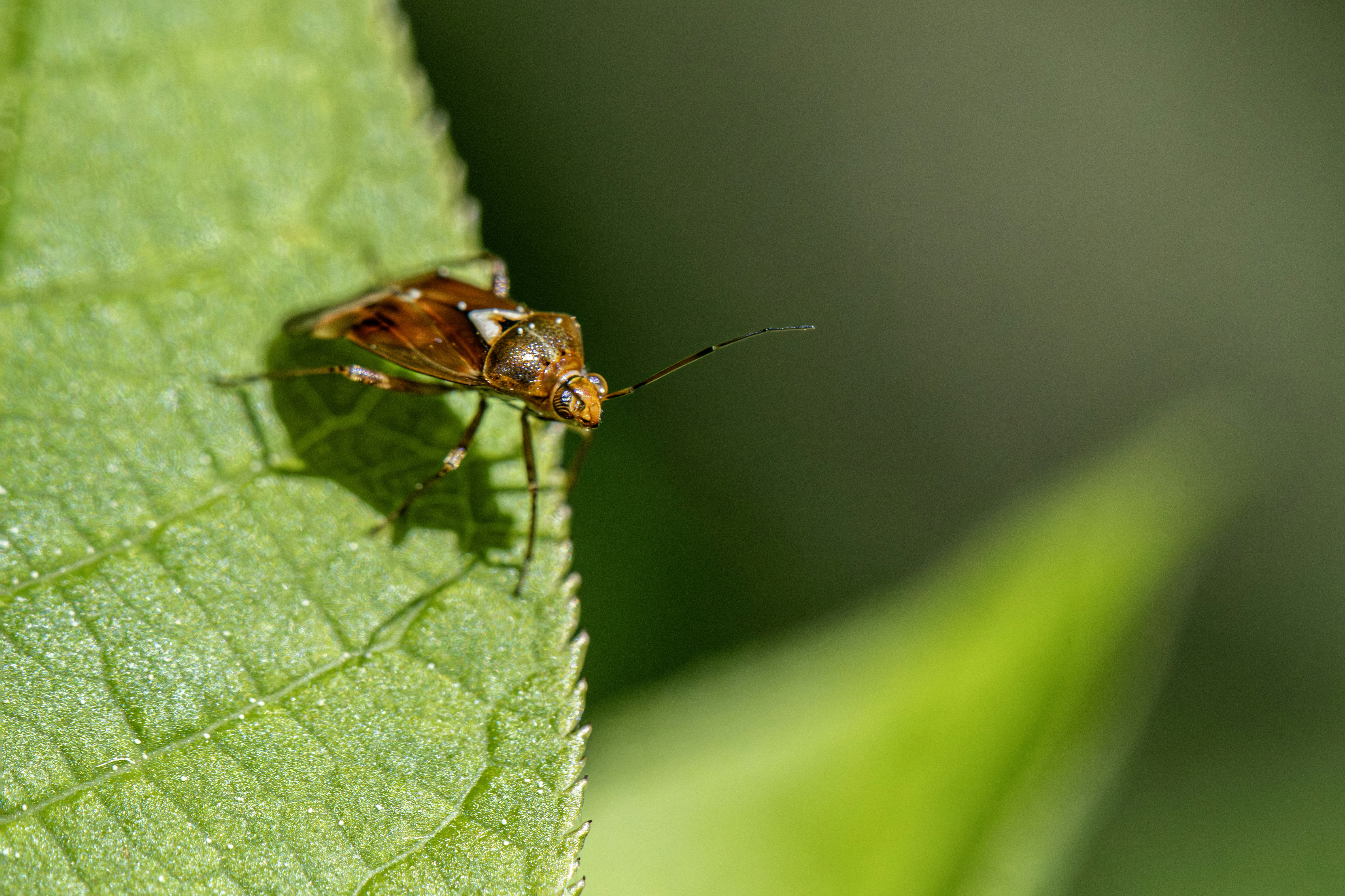 A close-up photo of a green caterpillar eating a leaf in a vegetable garden.