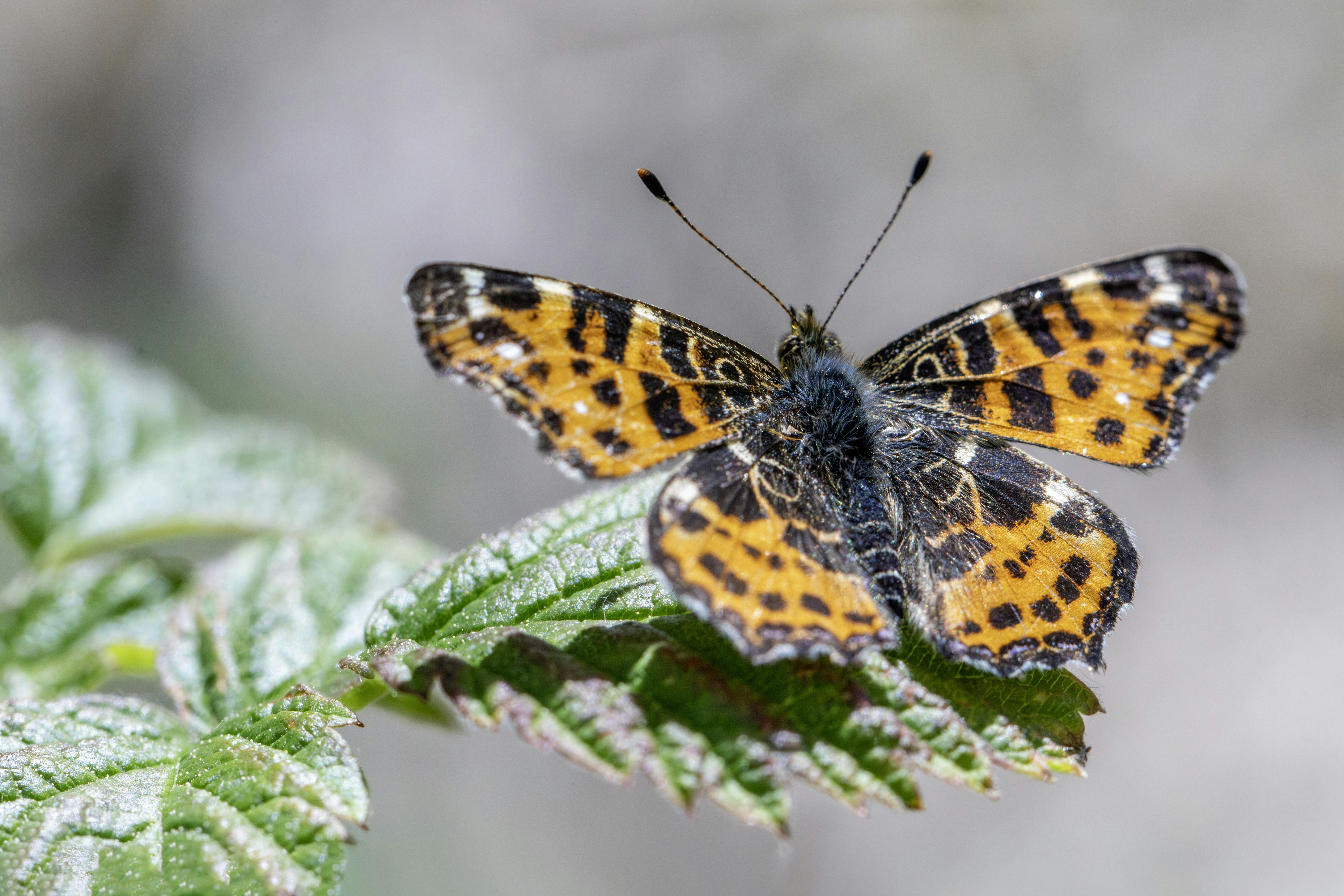 Photo by erik_karits