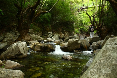 A rocky stream flows through a lush forest.