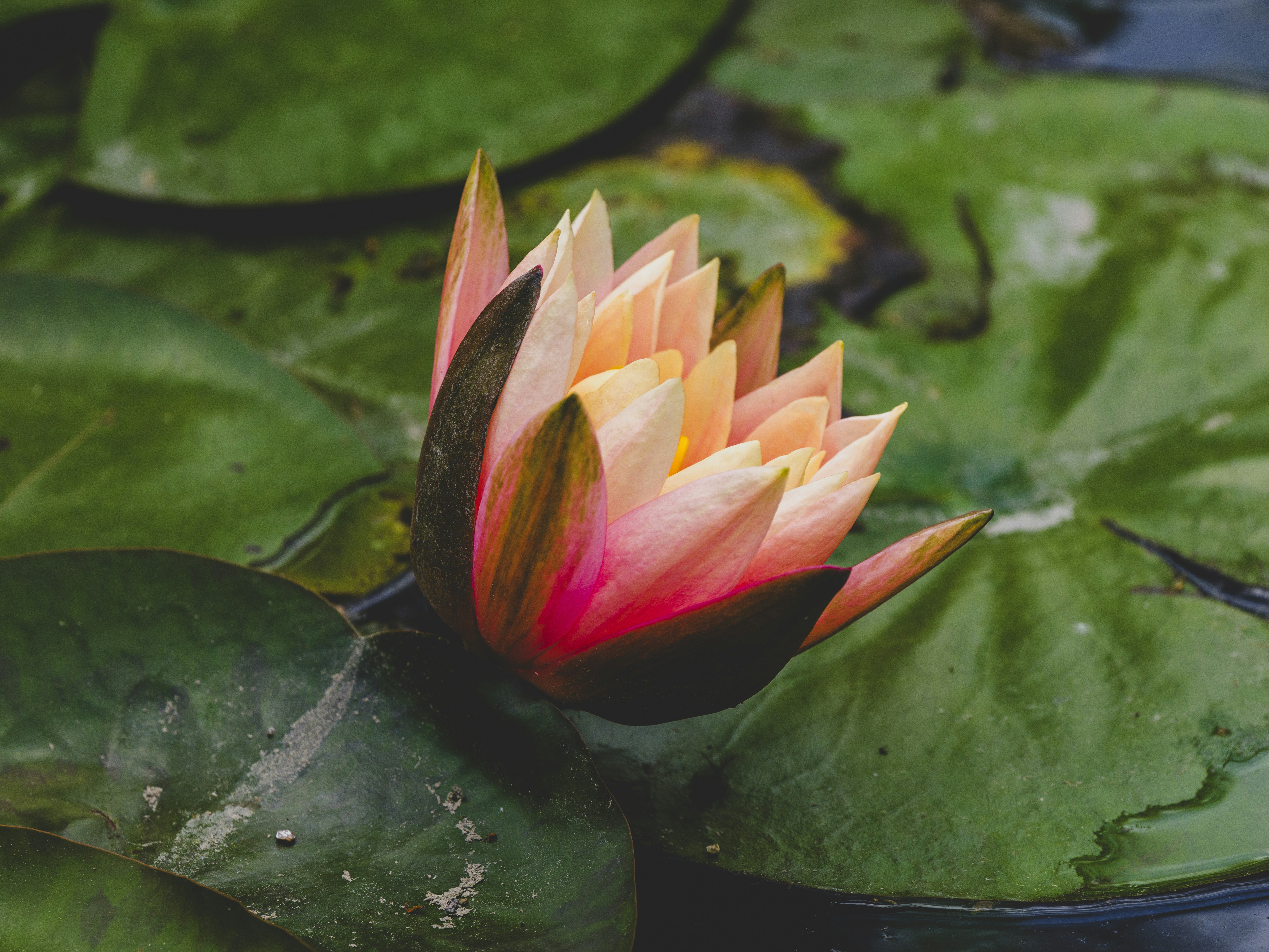 Photo by enginakyurt