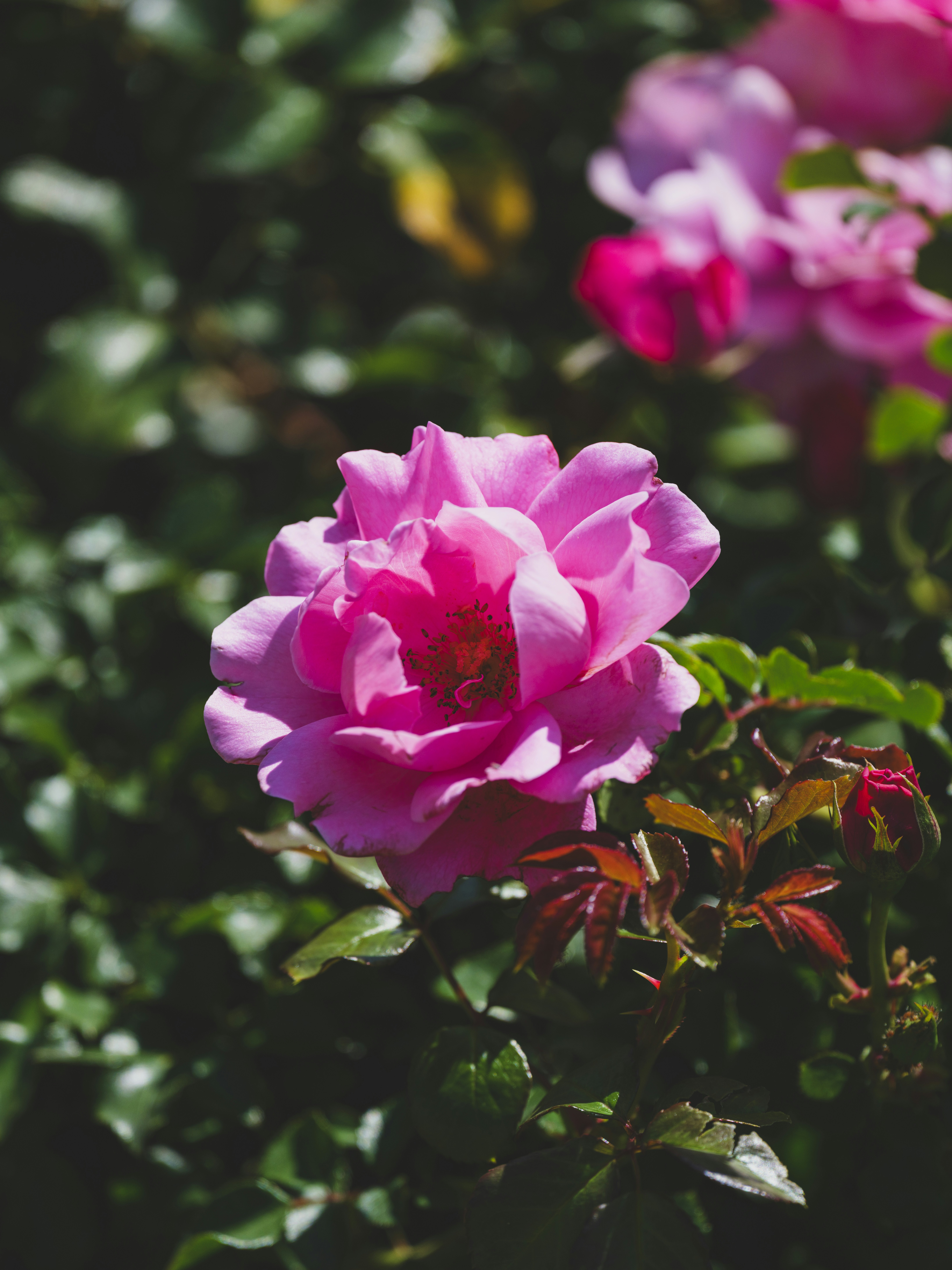 Photo by enginakyurt