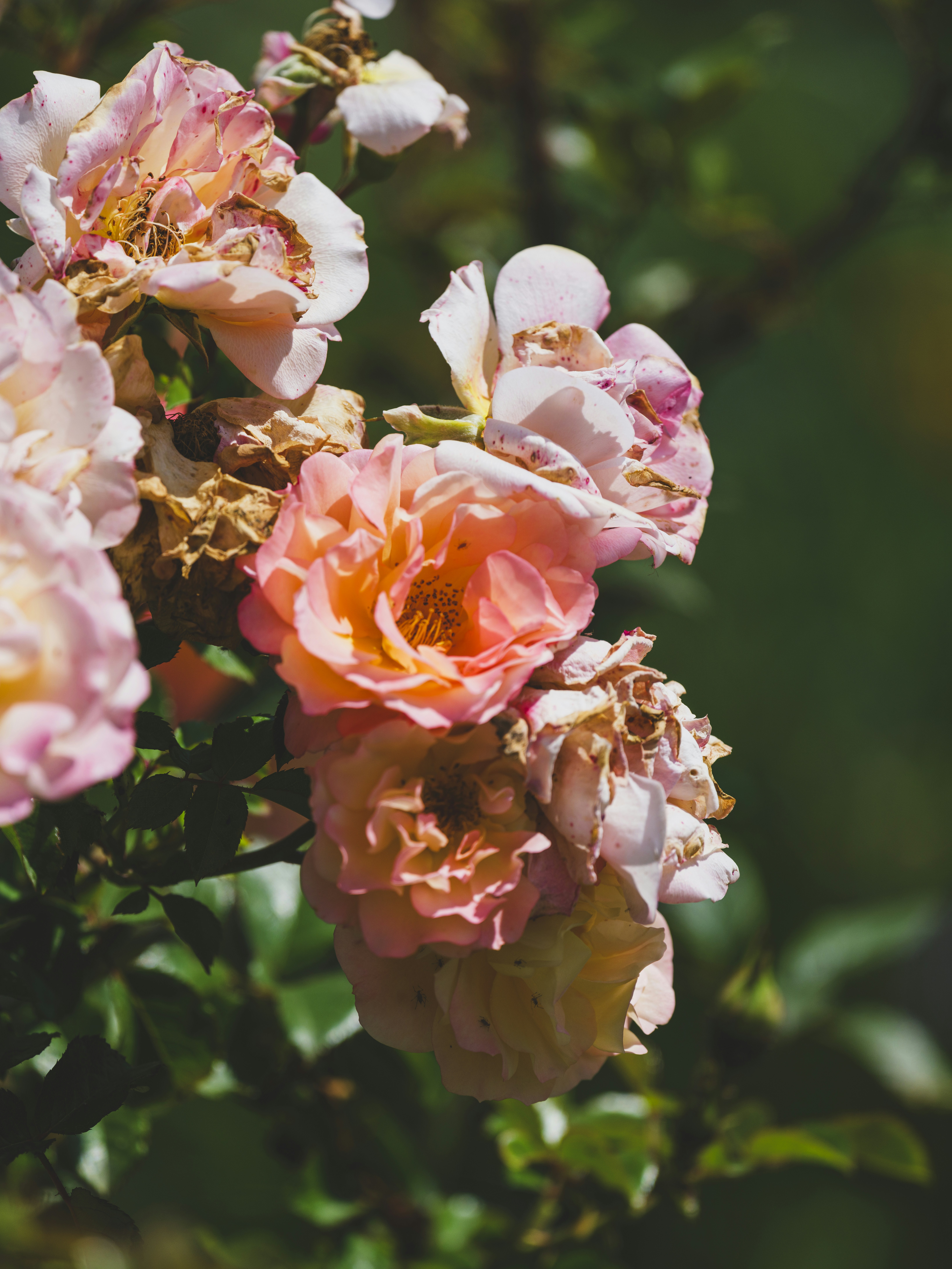 Photo by enginakyurt