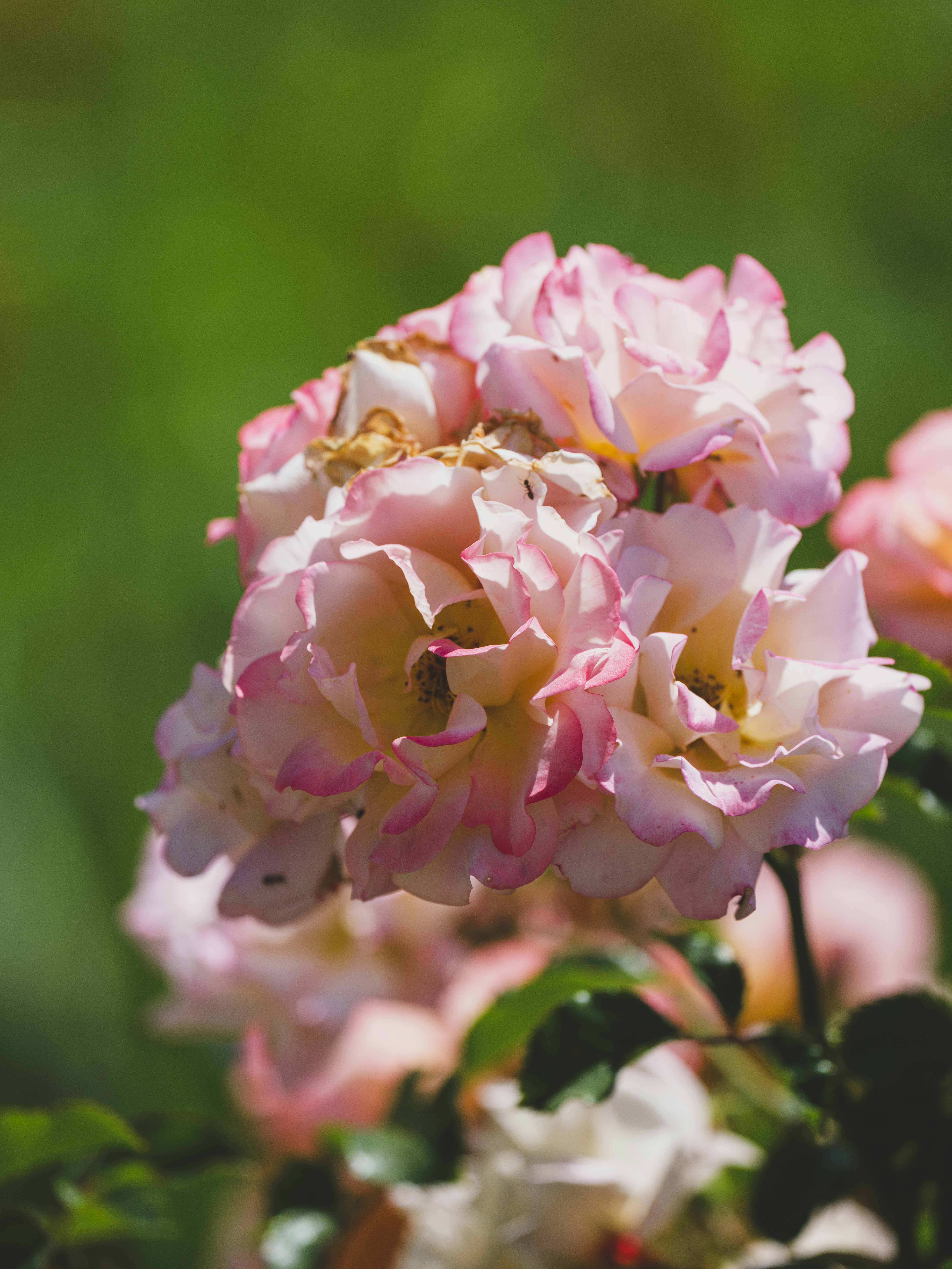 Photo by enginakyurt