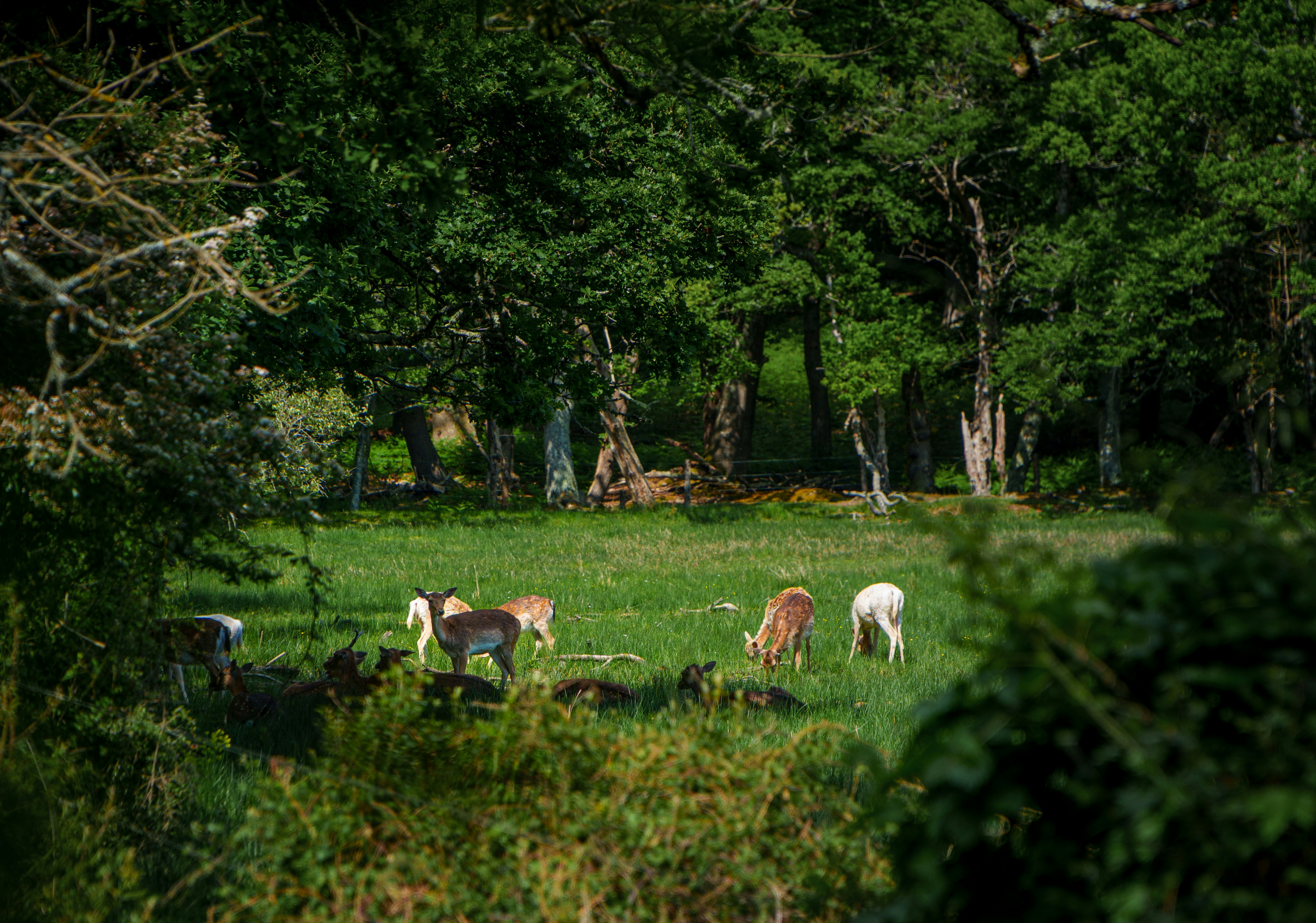 Deer graze in a lush green field in the forest.