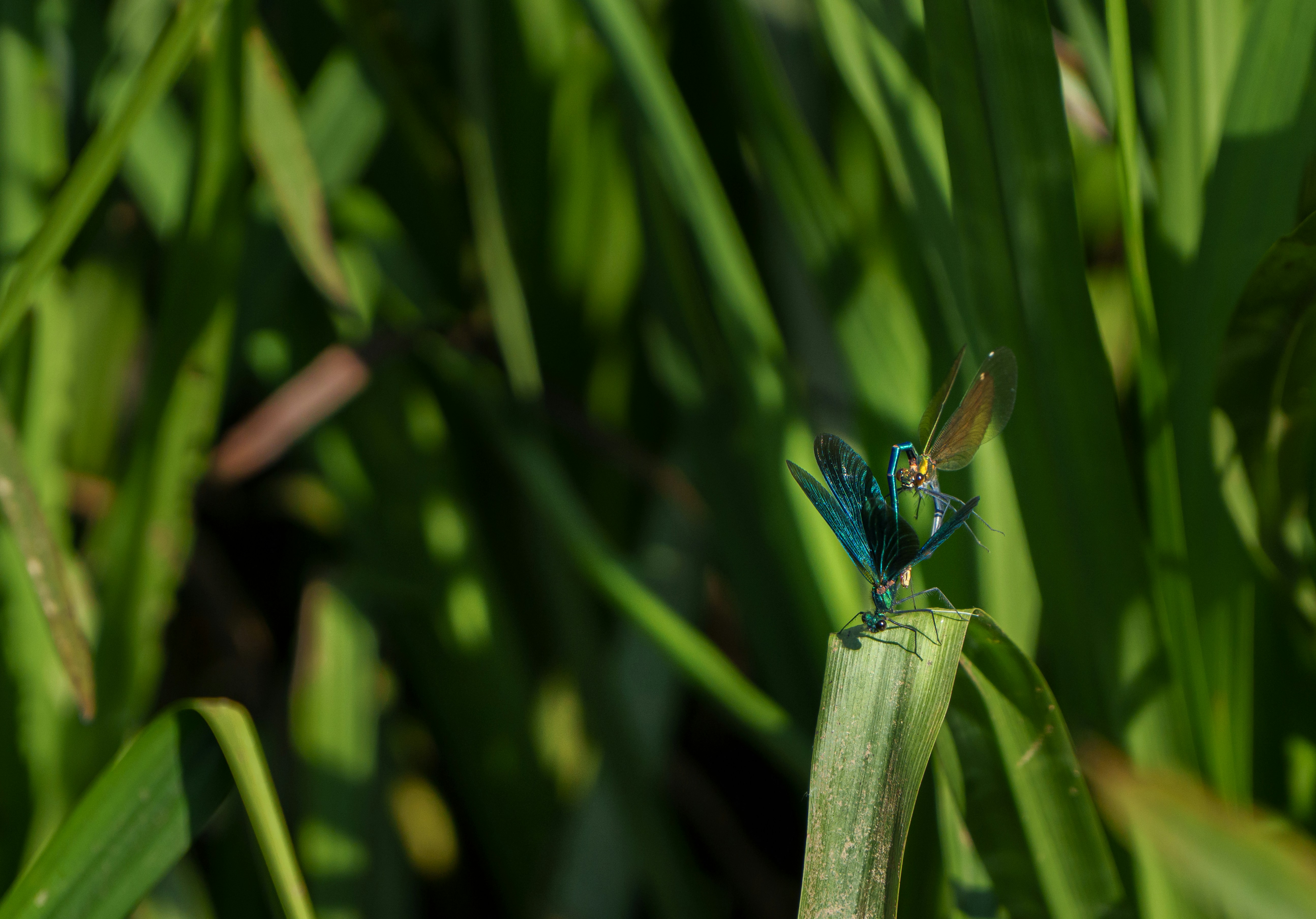 Photo by ed_wingate