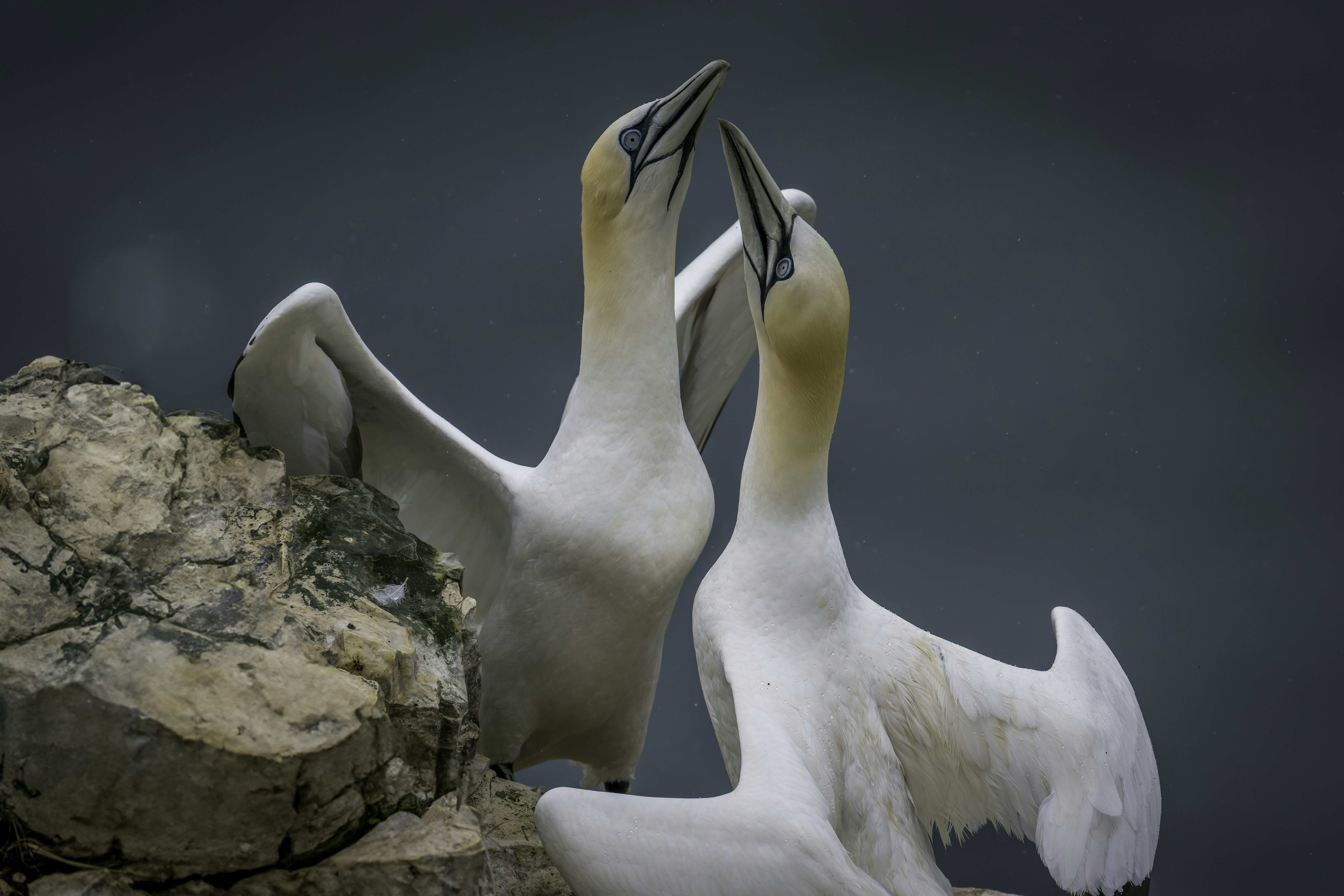 What You Must Forget About How To Improve Your Buy A Real Driver's License