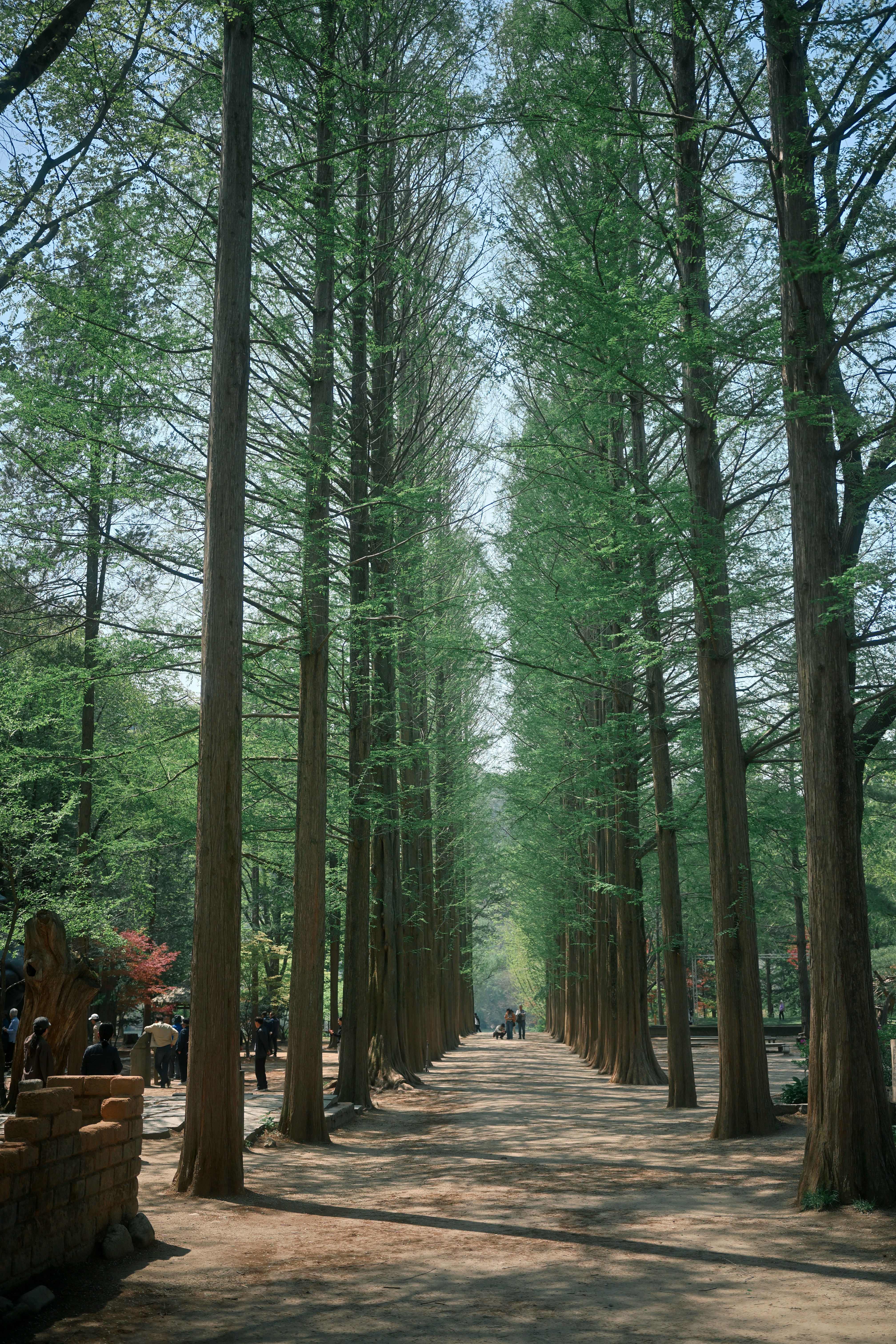 Ein Weg, der von hohen, grünen Bäumen gesäumt ist.