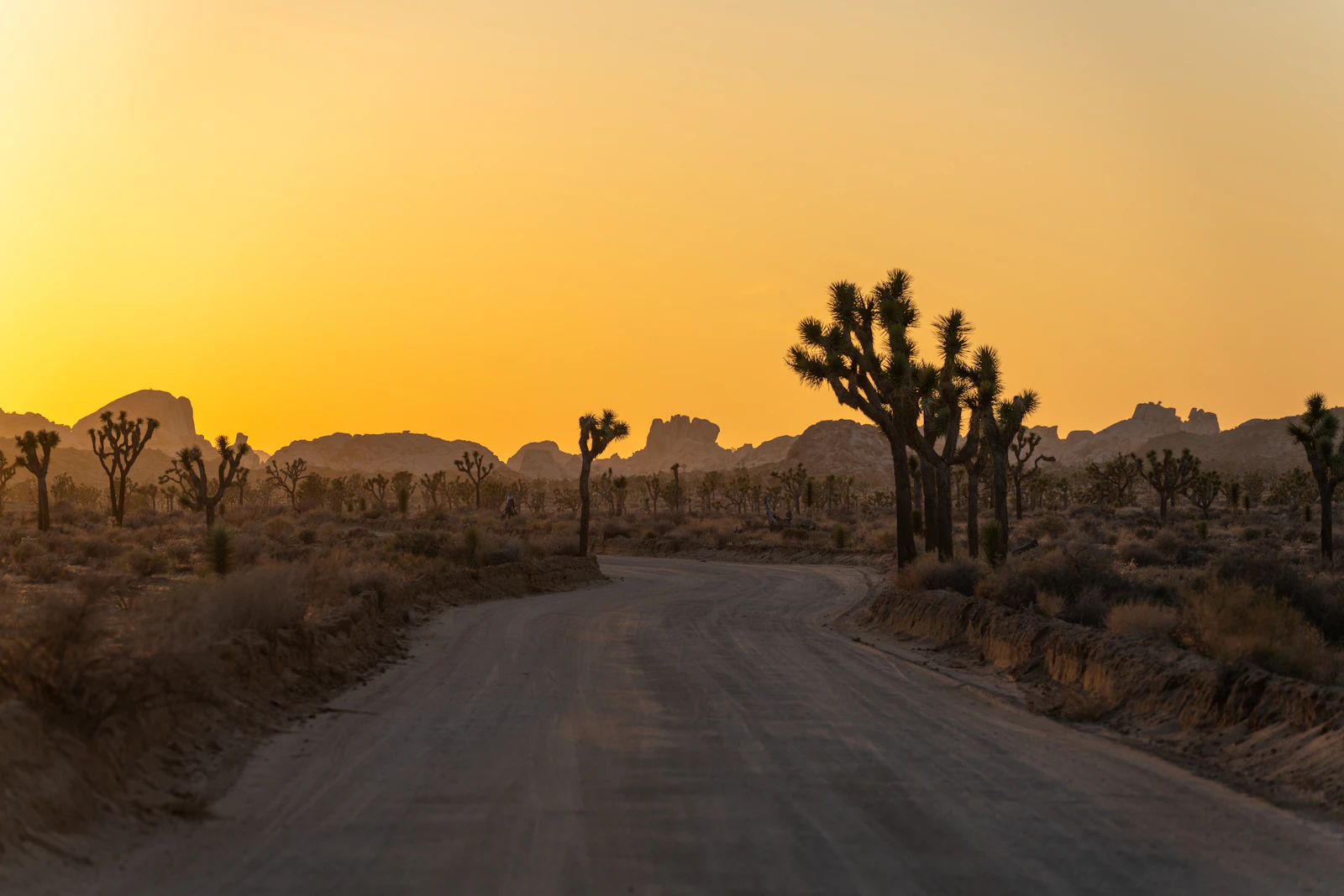 Ørkenvei gjennom Joshua Tree i solnedgang