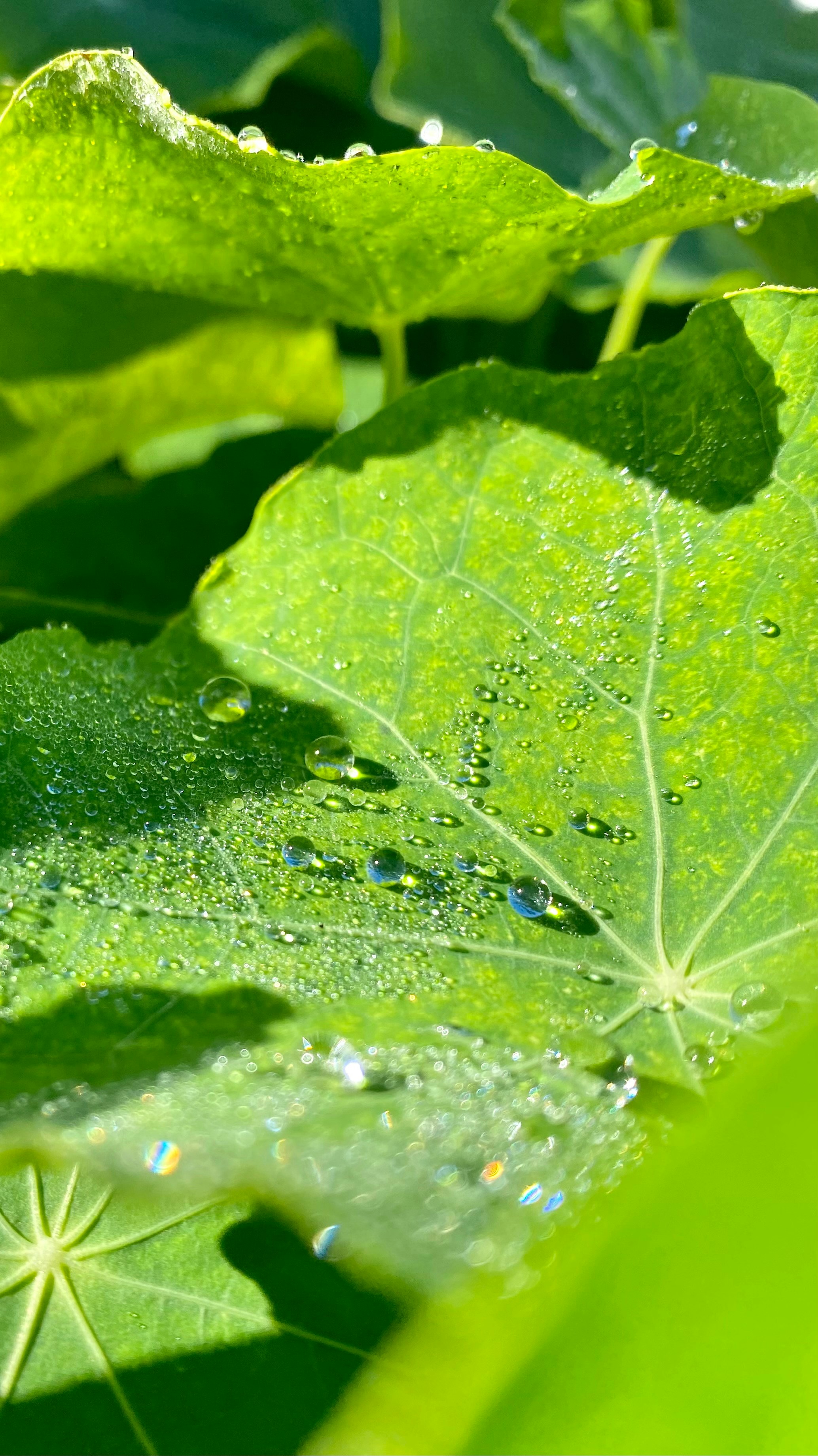 Dew drops rest on vibrant green leaves.