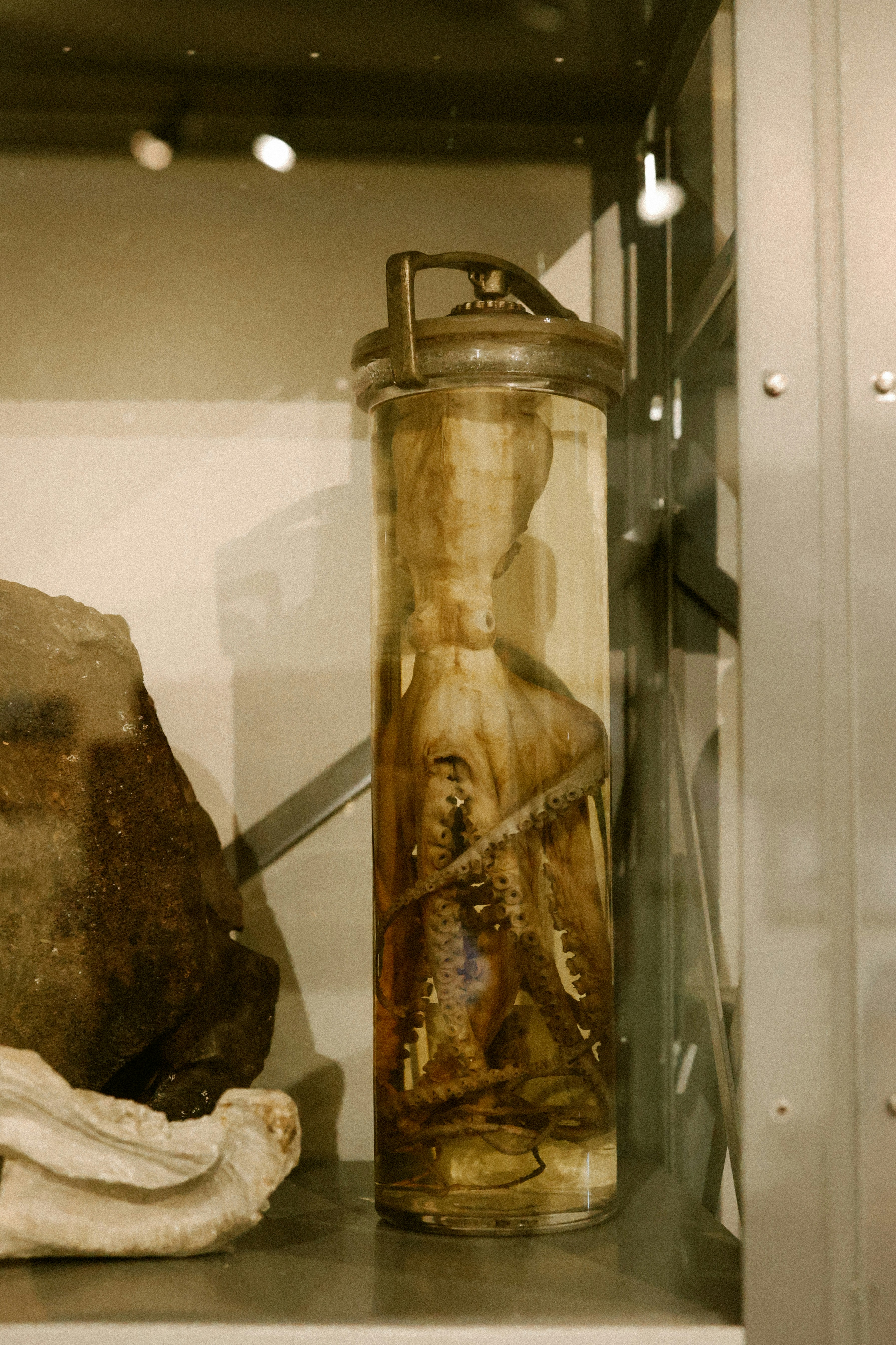 Specimen preserved in a glass jar.