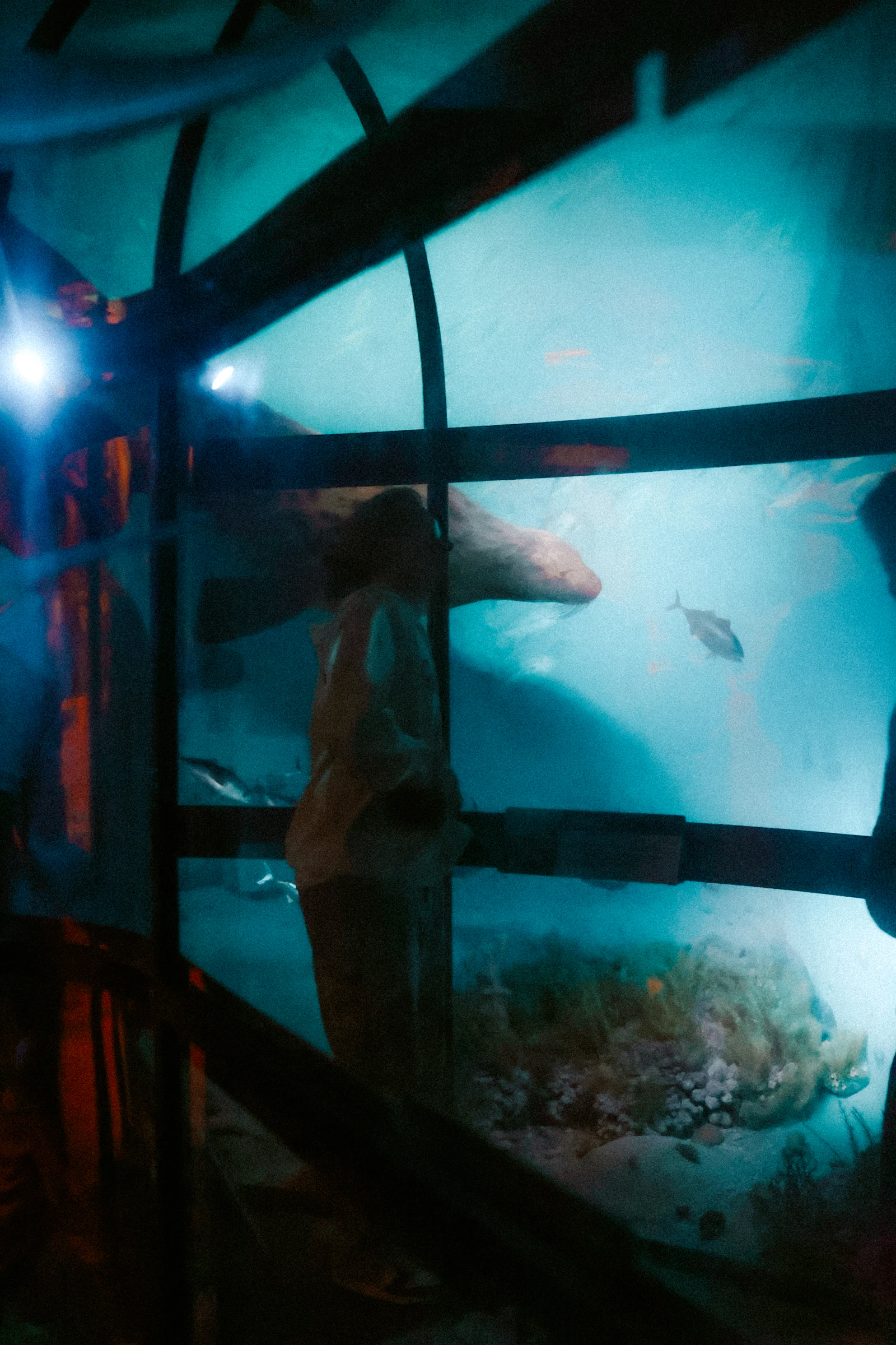 Visiteur devant un tunnel d'aquarium (image d'illustration)