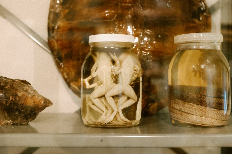 Fermentieren fuer anfaenger dein erstes sauerkraut — detailed close-up view