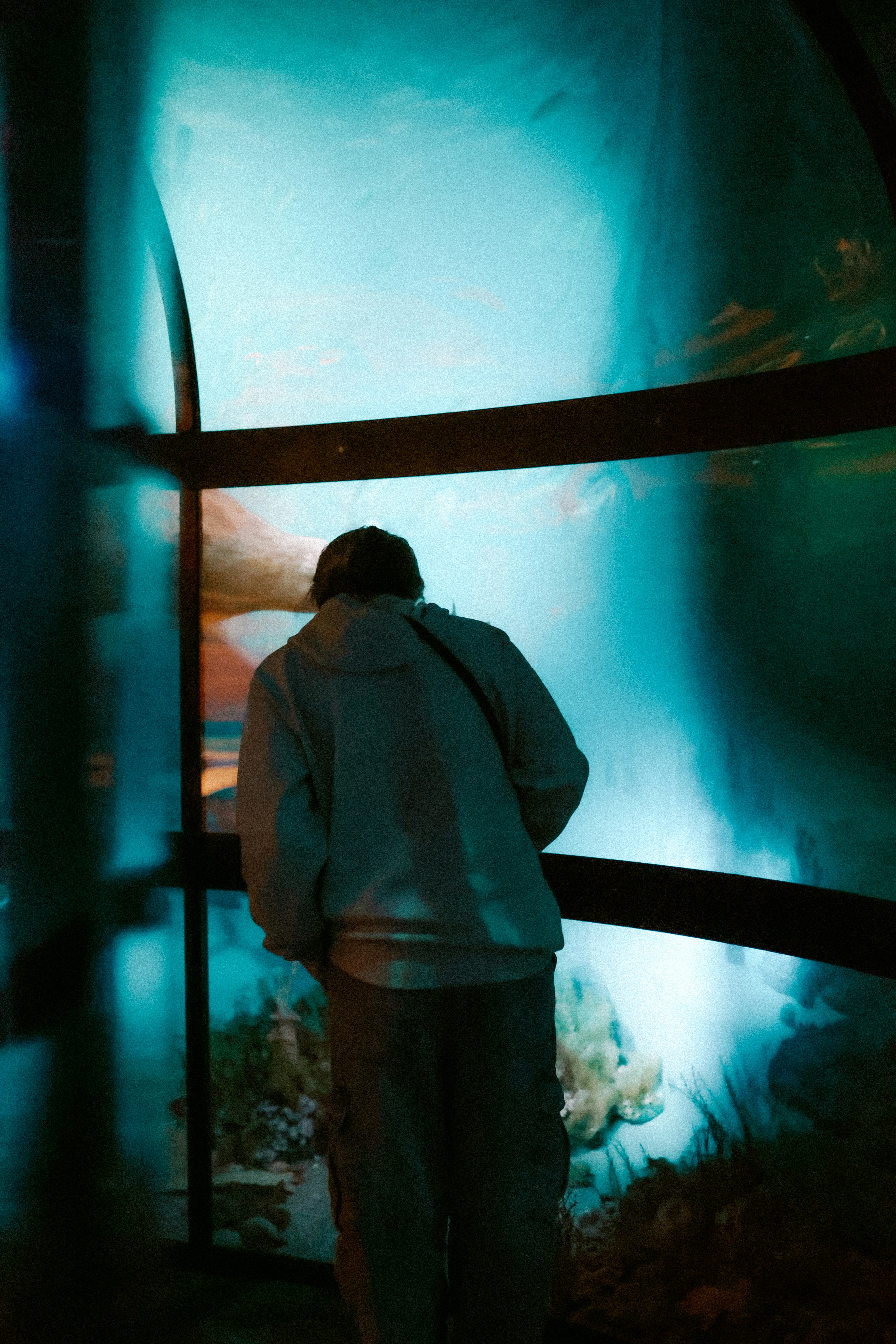 A person gazes at aquarium fish.