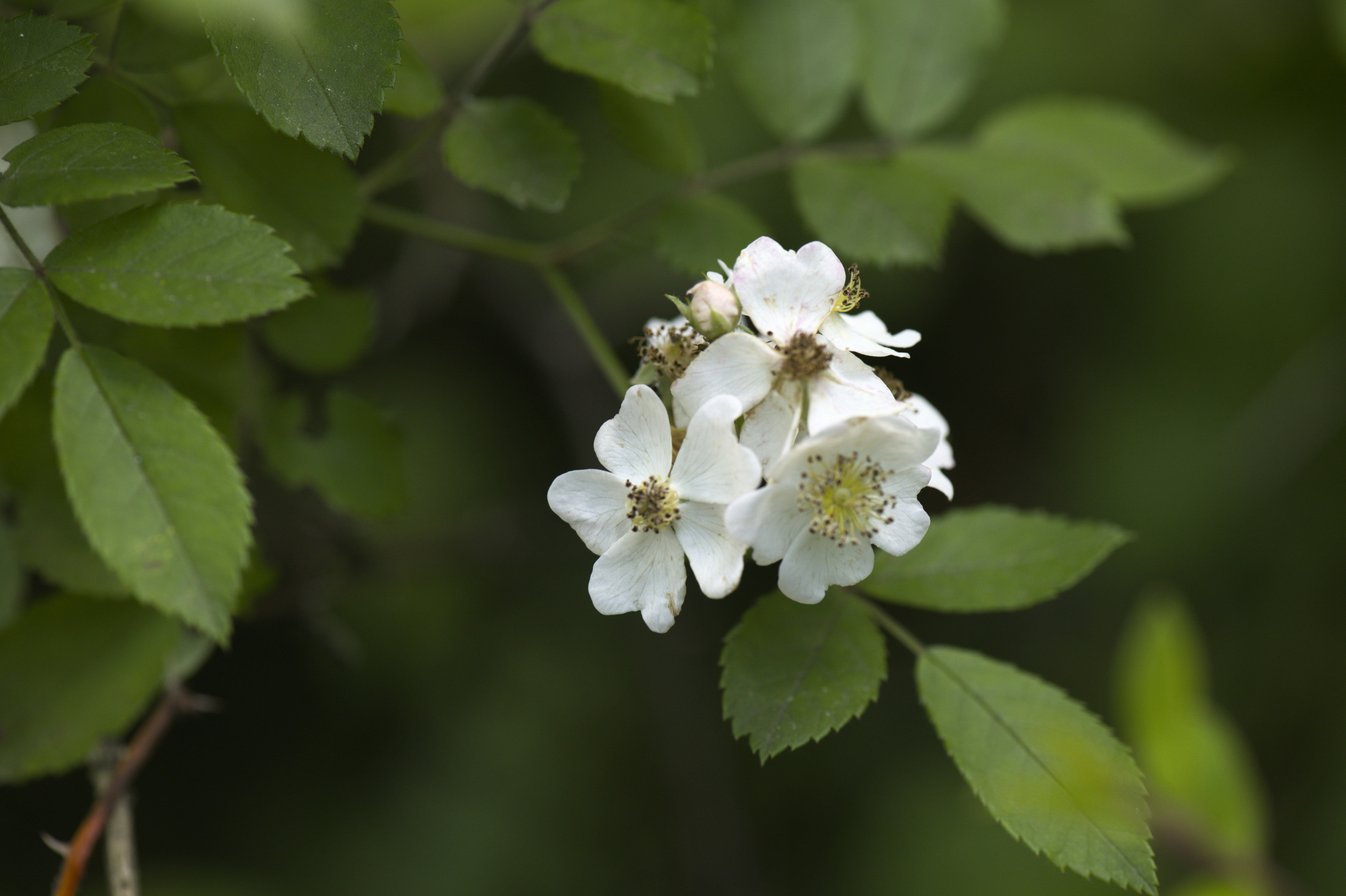 Photo by adrianswtam