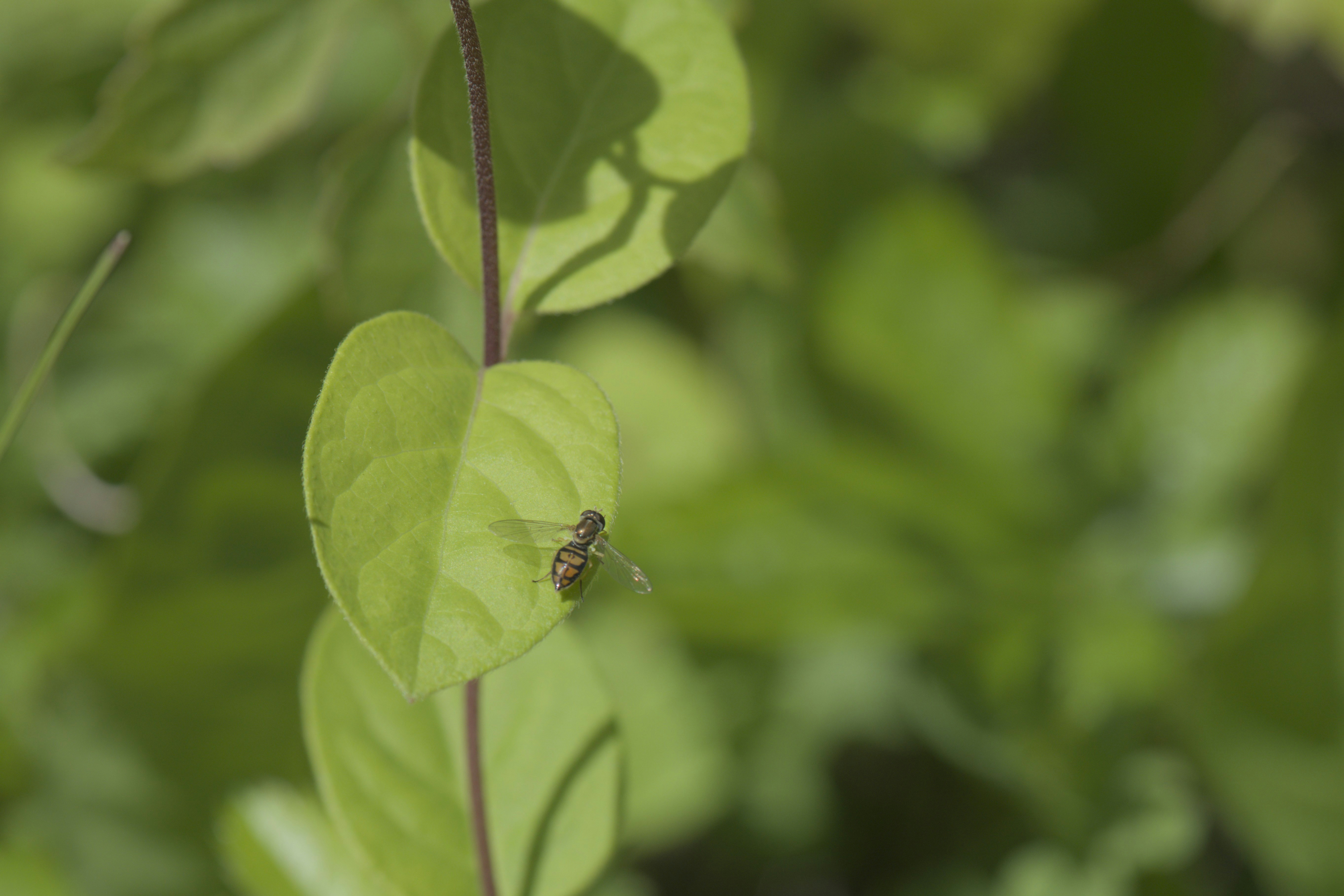 Photo by adrianswtam