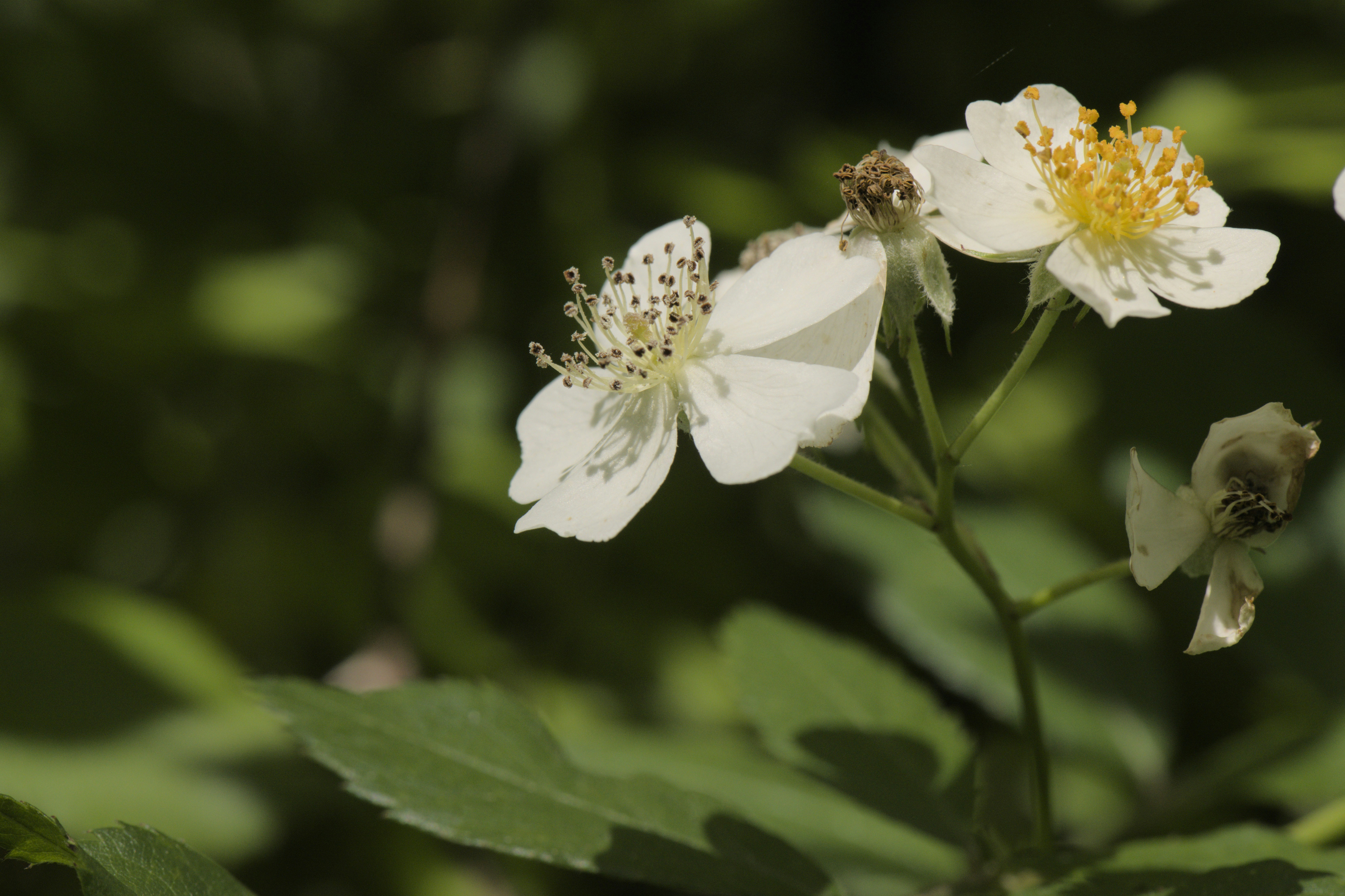 Photo by adrianswtam