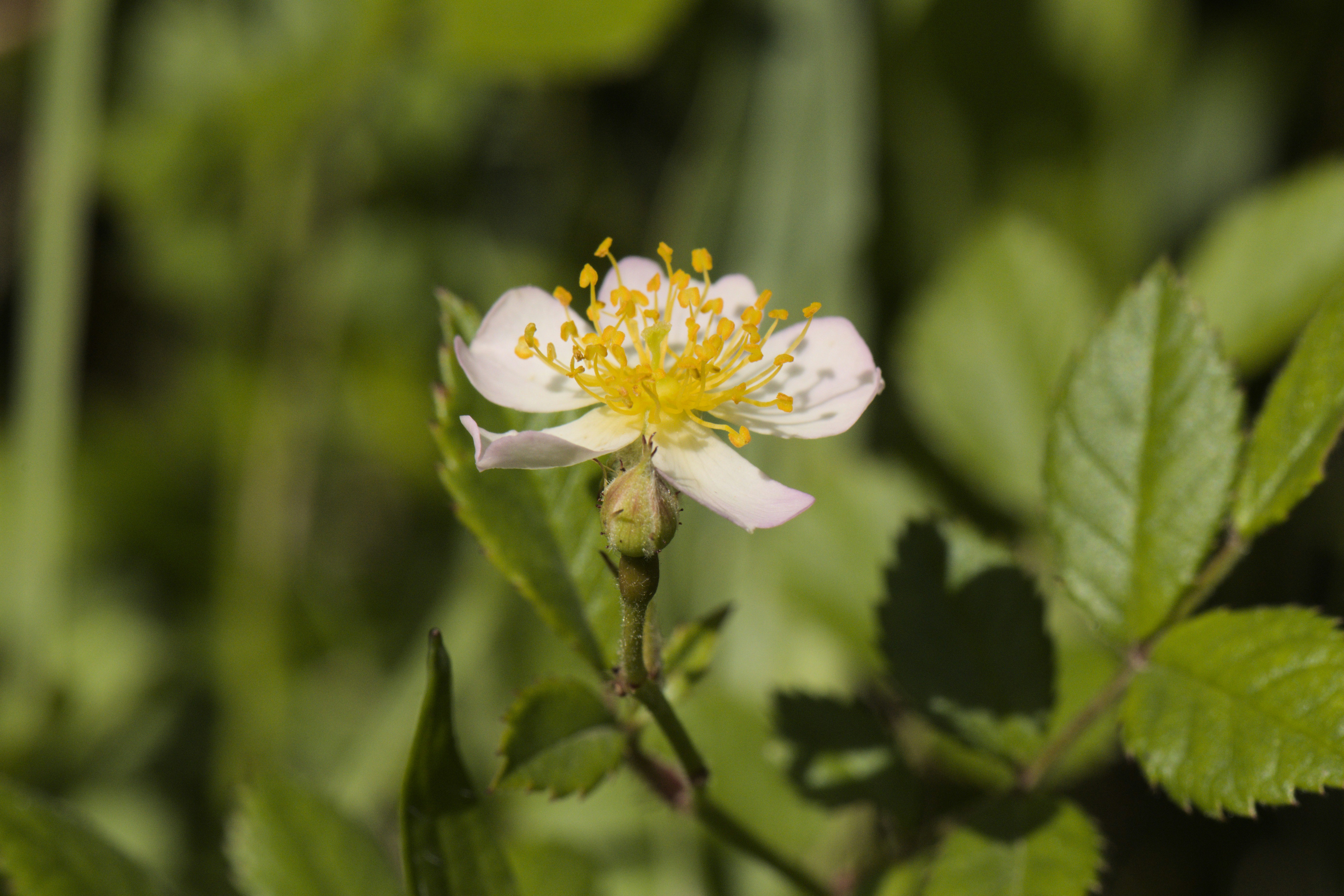 Photo by adrianswtam