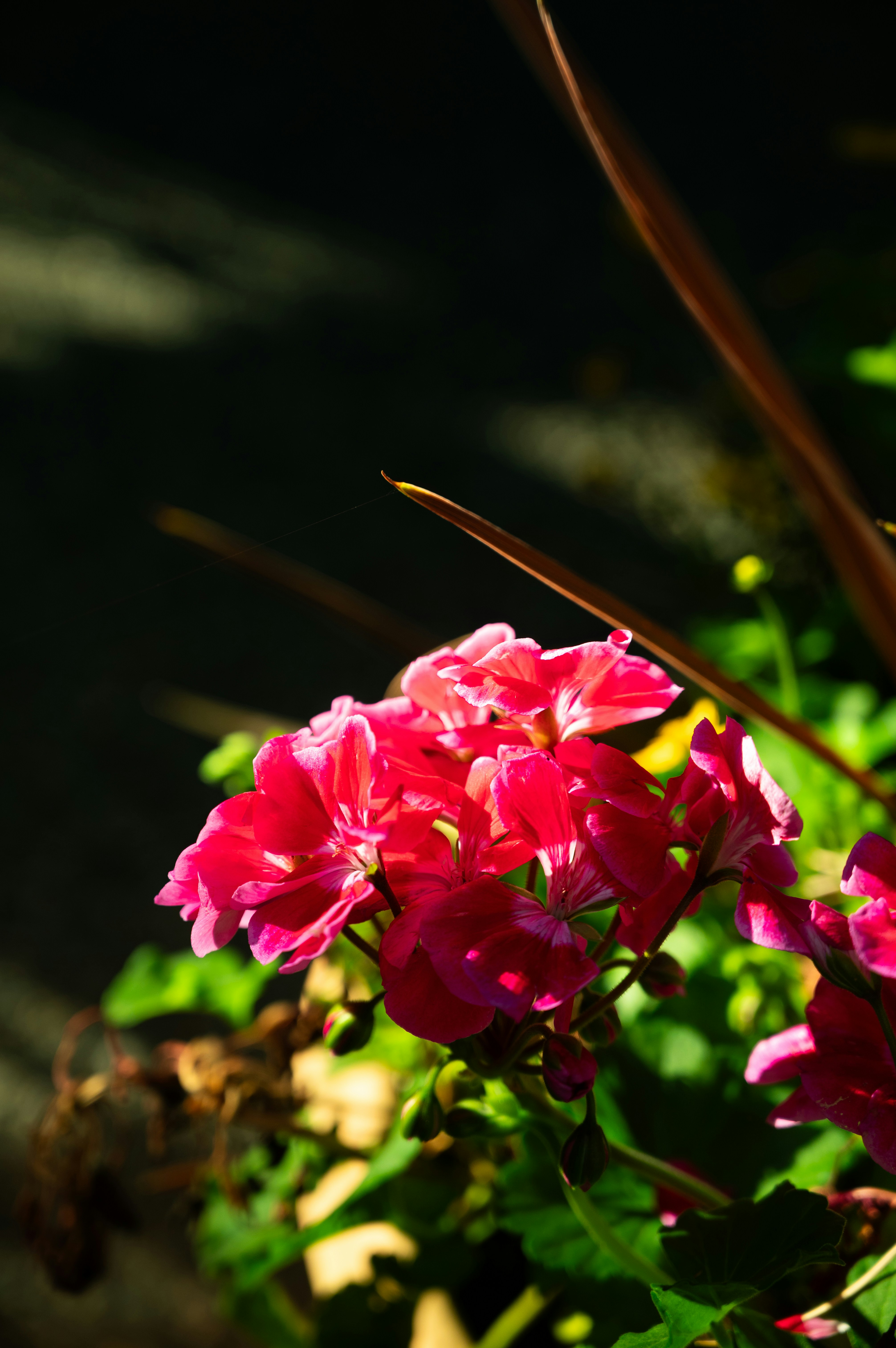 Leuchtend rote Blüten blühen im Sonnenlicht.