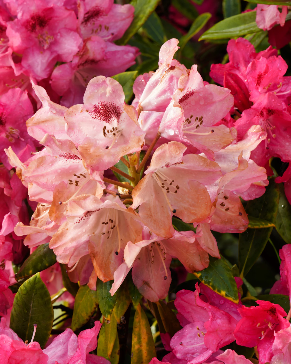 Pink rhododendron flowers in full bloom
