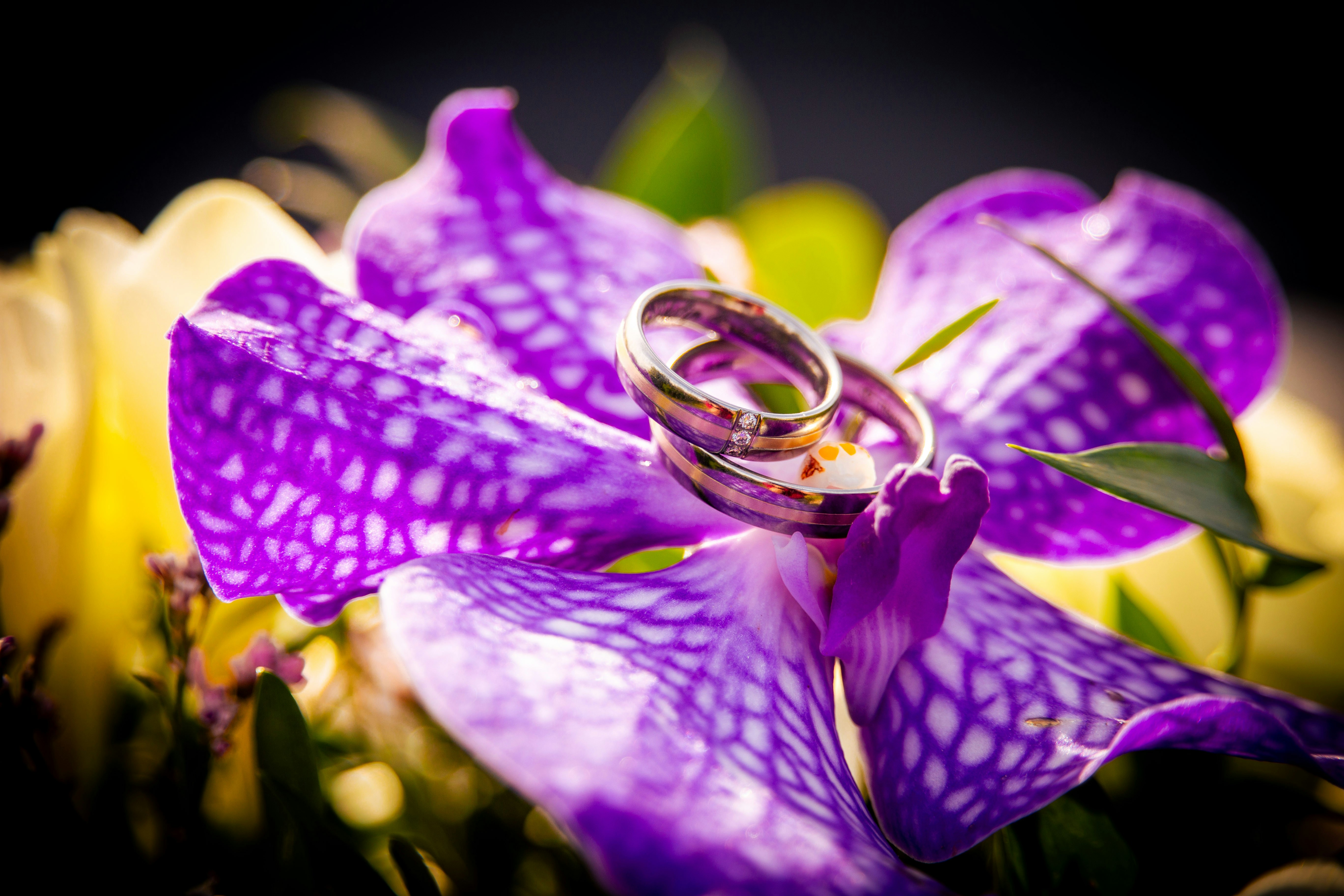 Wedding rings rest on vibrant purple flowers.