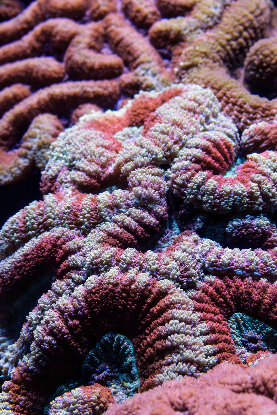 Euphyllia
