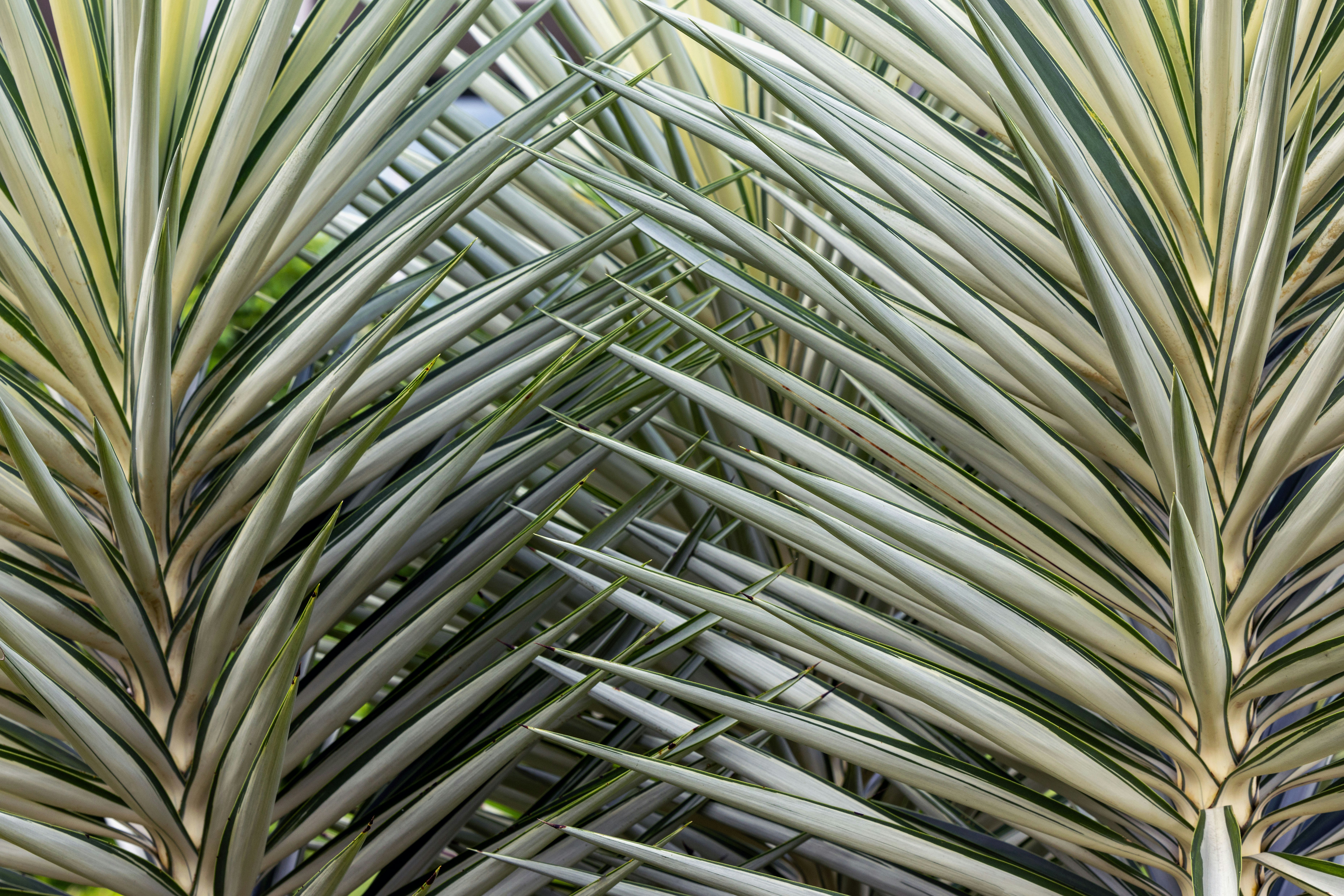 Palm tree fronds with distinctive white stripes.