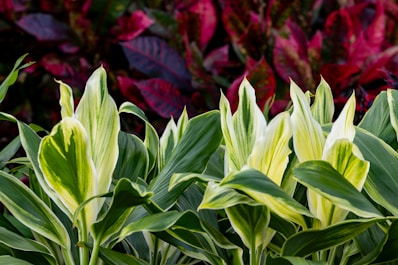 Green and yellow striped leaves with red foliage.