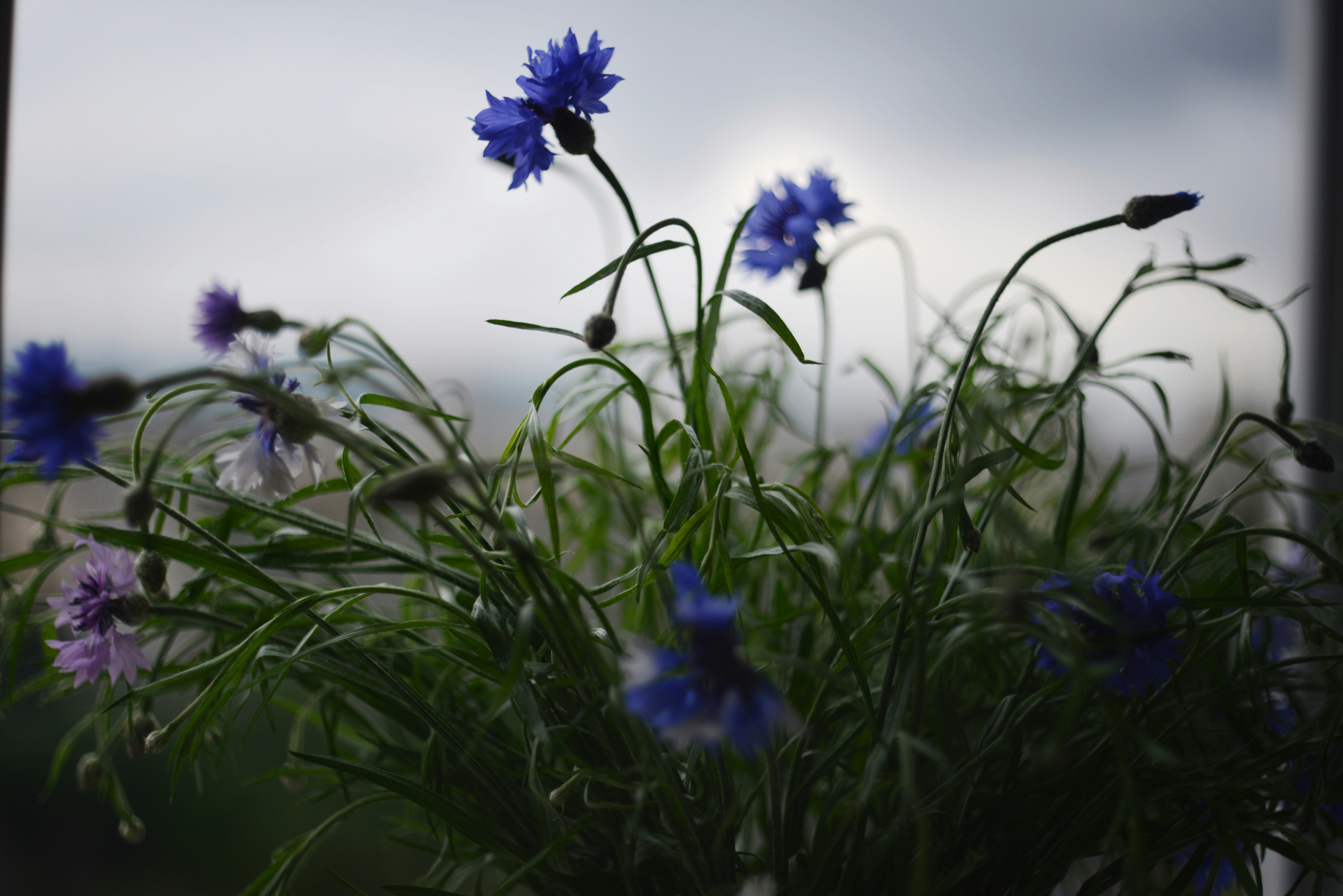 Photo by cherstve_pechivo