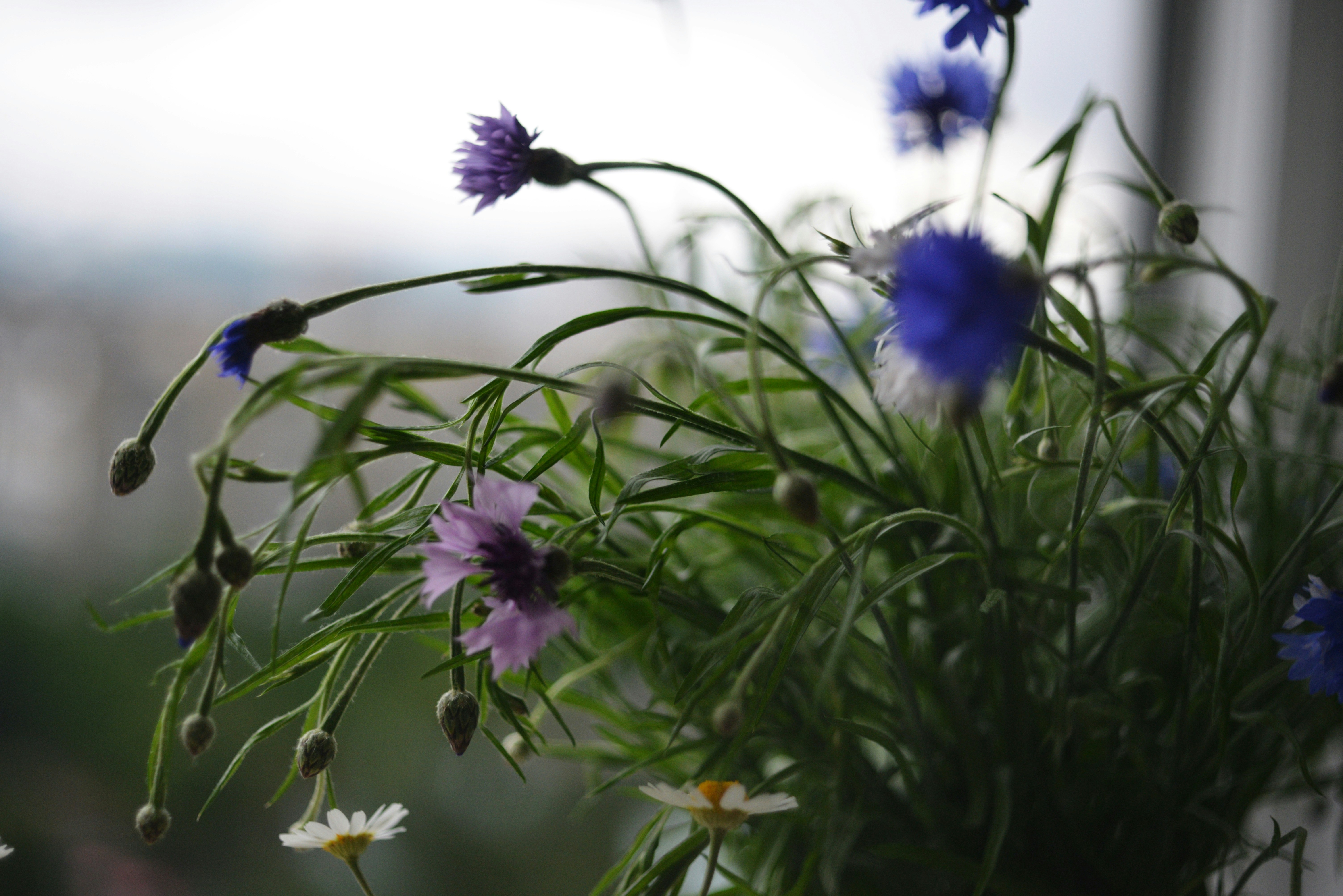 Photo by cherstve_pechivo