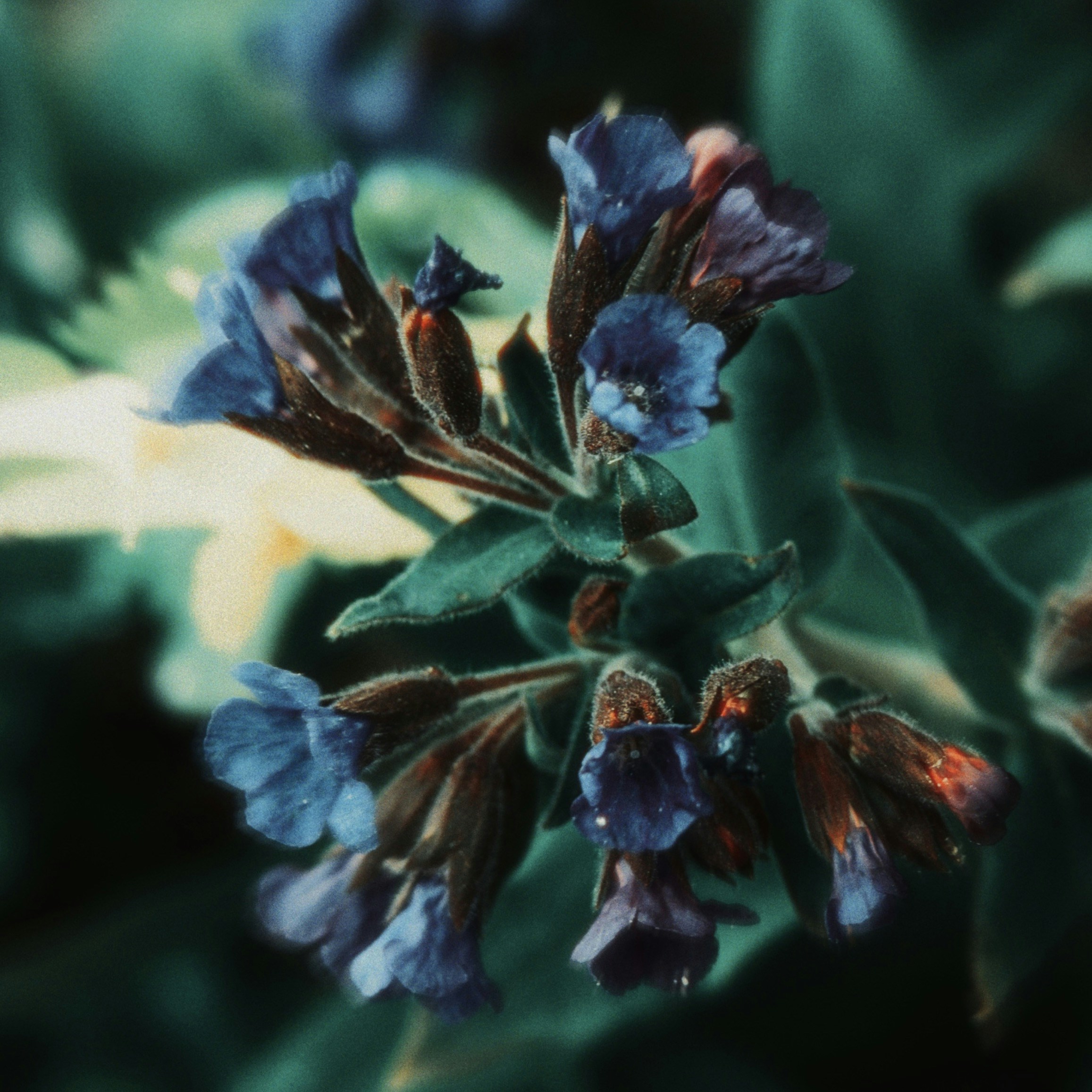 Photo by litvinov