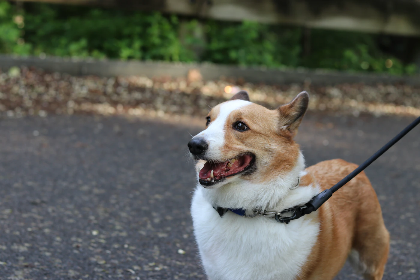 A person sitting outdoors with a calm dog beside them in soft daylight