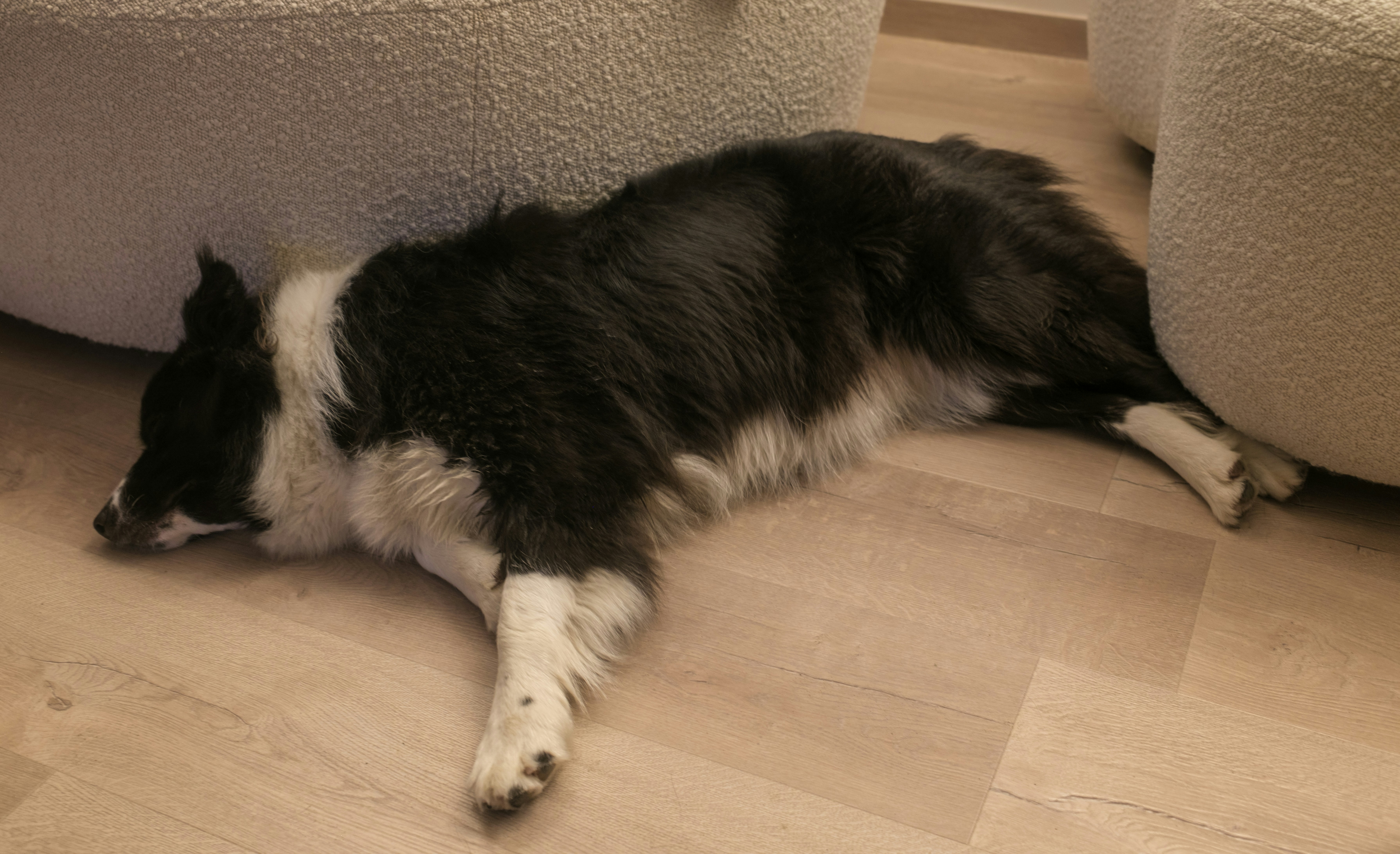 A border collie lies peacefully on the floor.