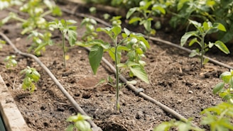 Plants grow in a garden bed with irrigation.