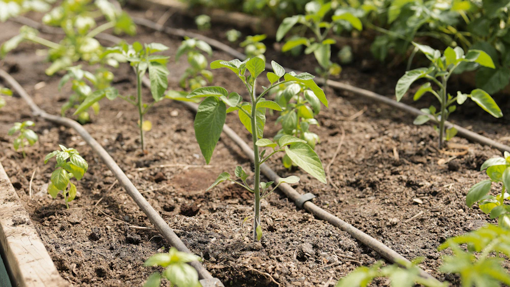 Liquid organic fertiliser applied through an irrigation line to plants growing in soil