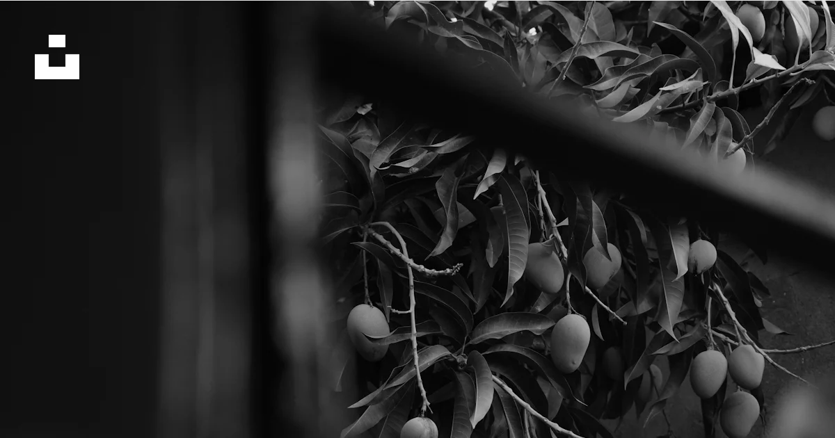 Mango By Window View Mangoes hanging from a tree branch. photo – Free Window Image on Unsplash