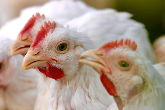 Three chickens look straight at the camera.