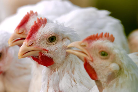 Three chickens look straight at the camera.