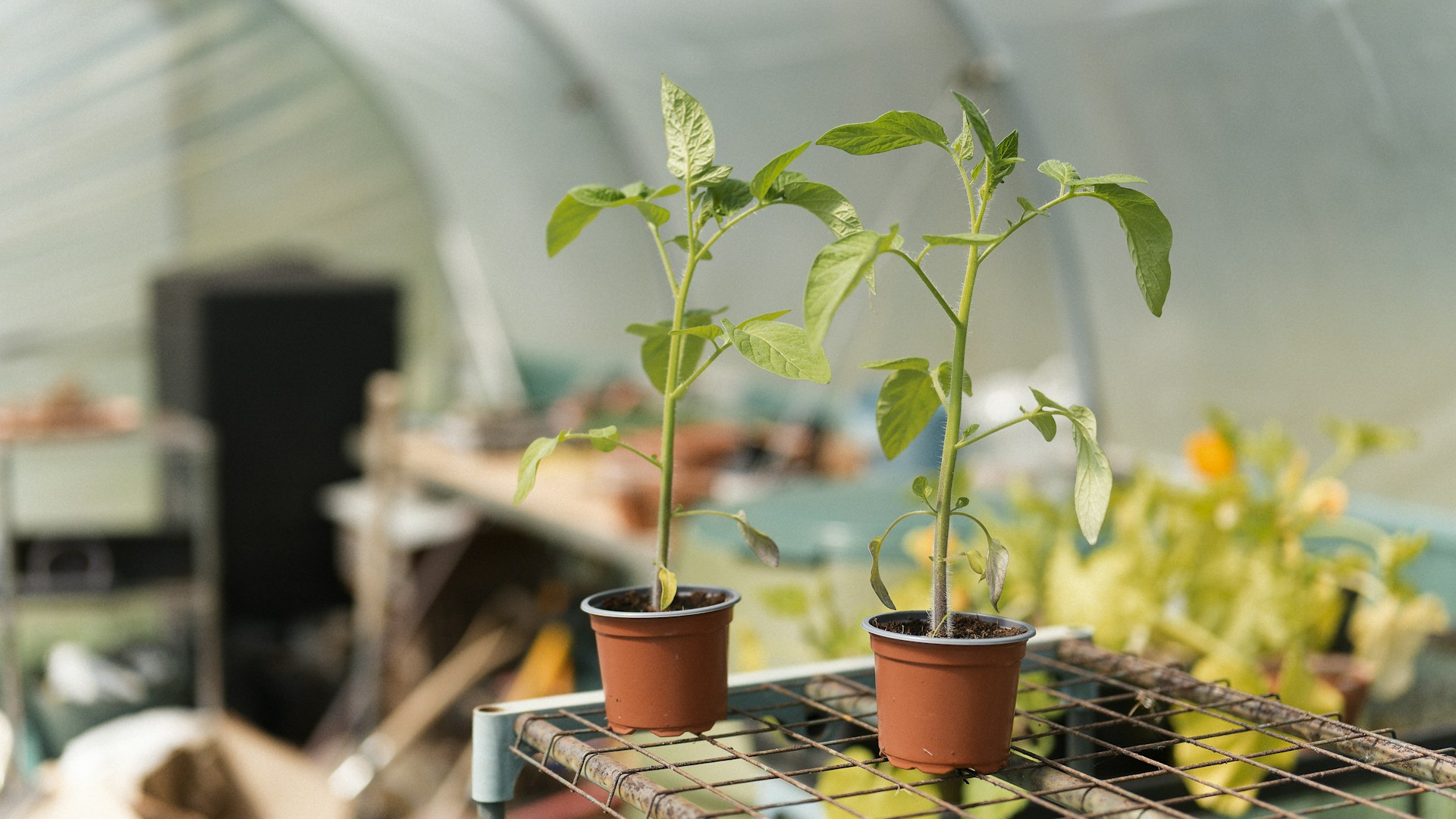 Two young plants sit inside a greenhouse.
