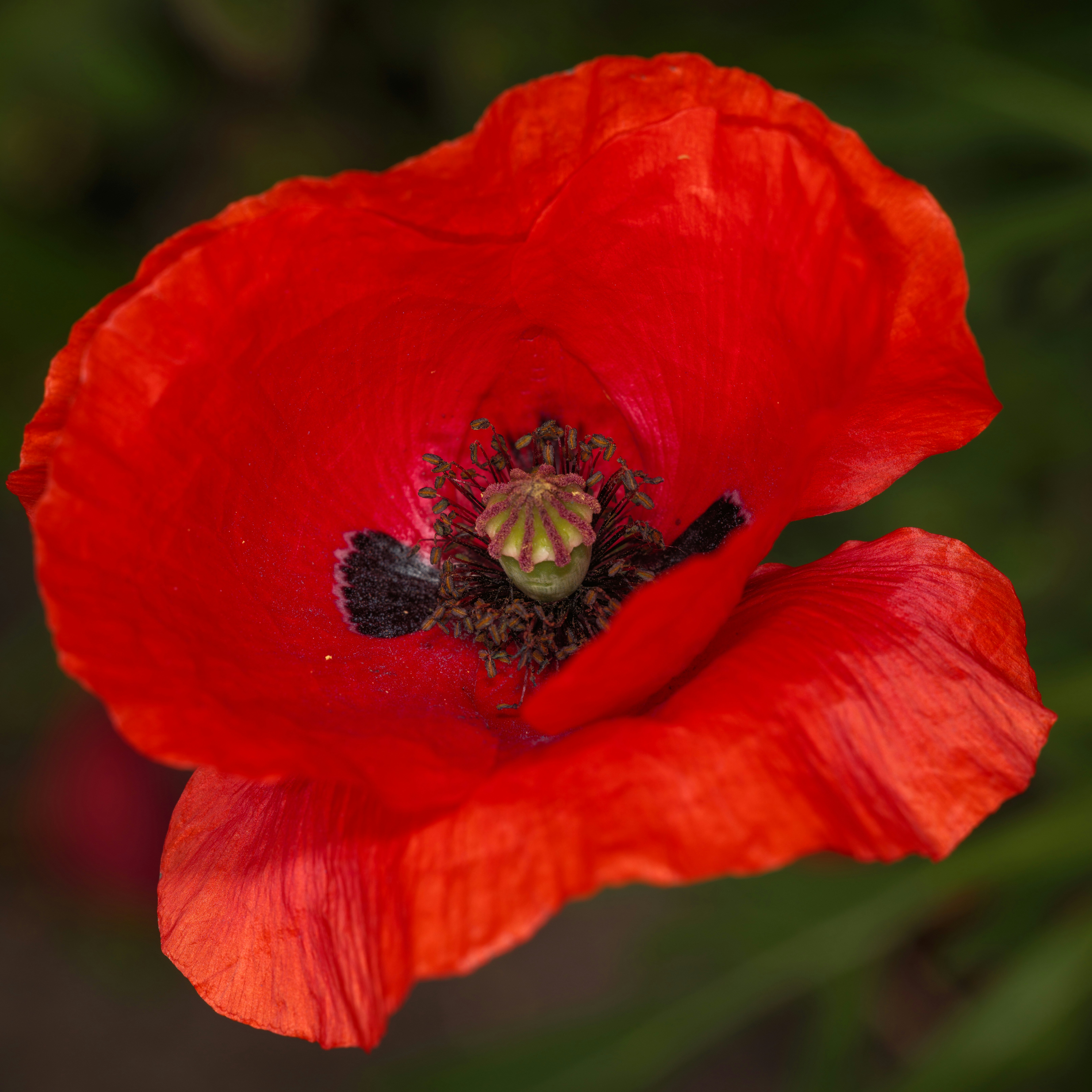 Photo by haberdoedas