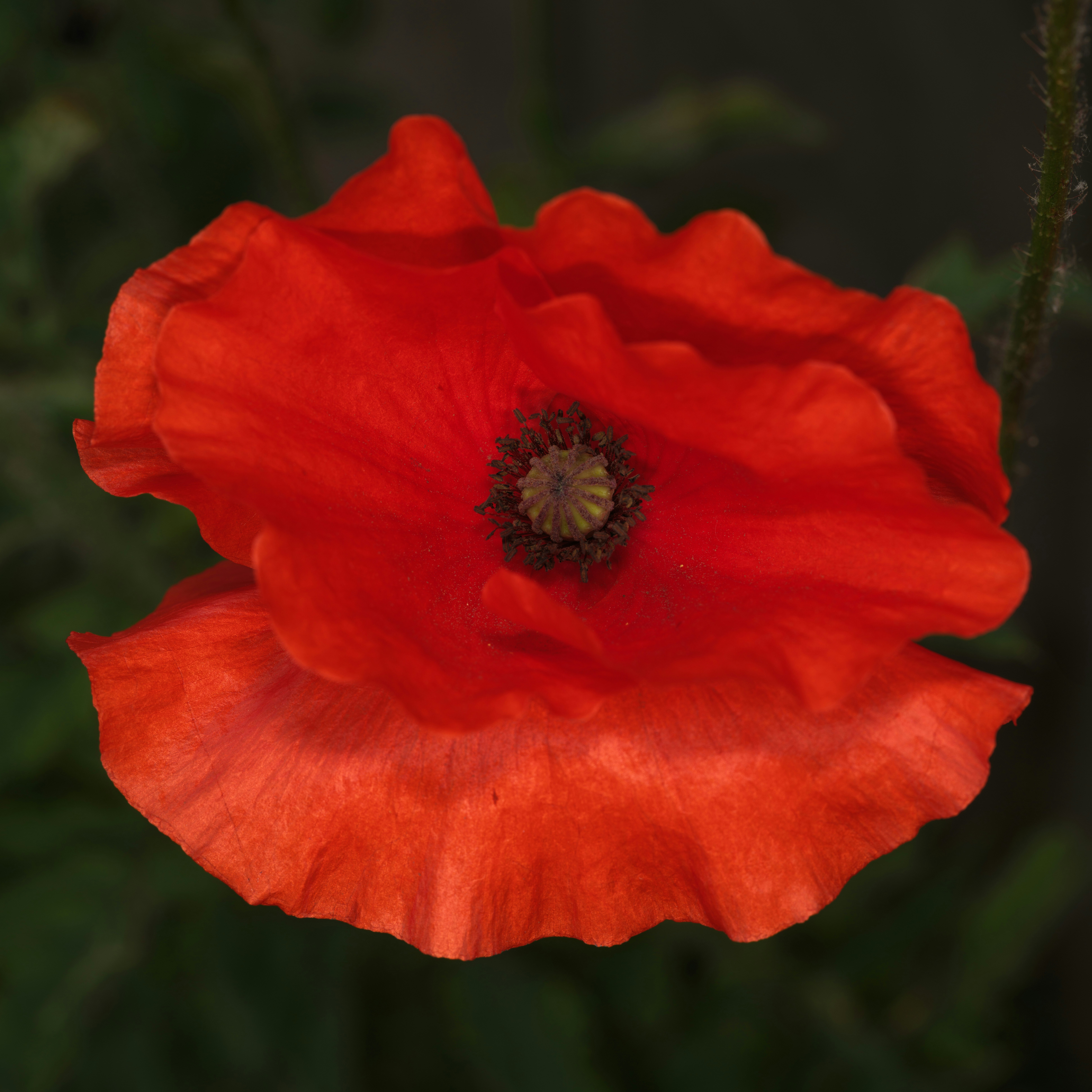 Photo by haberdoedas