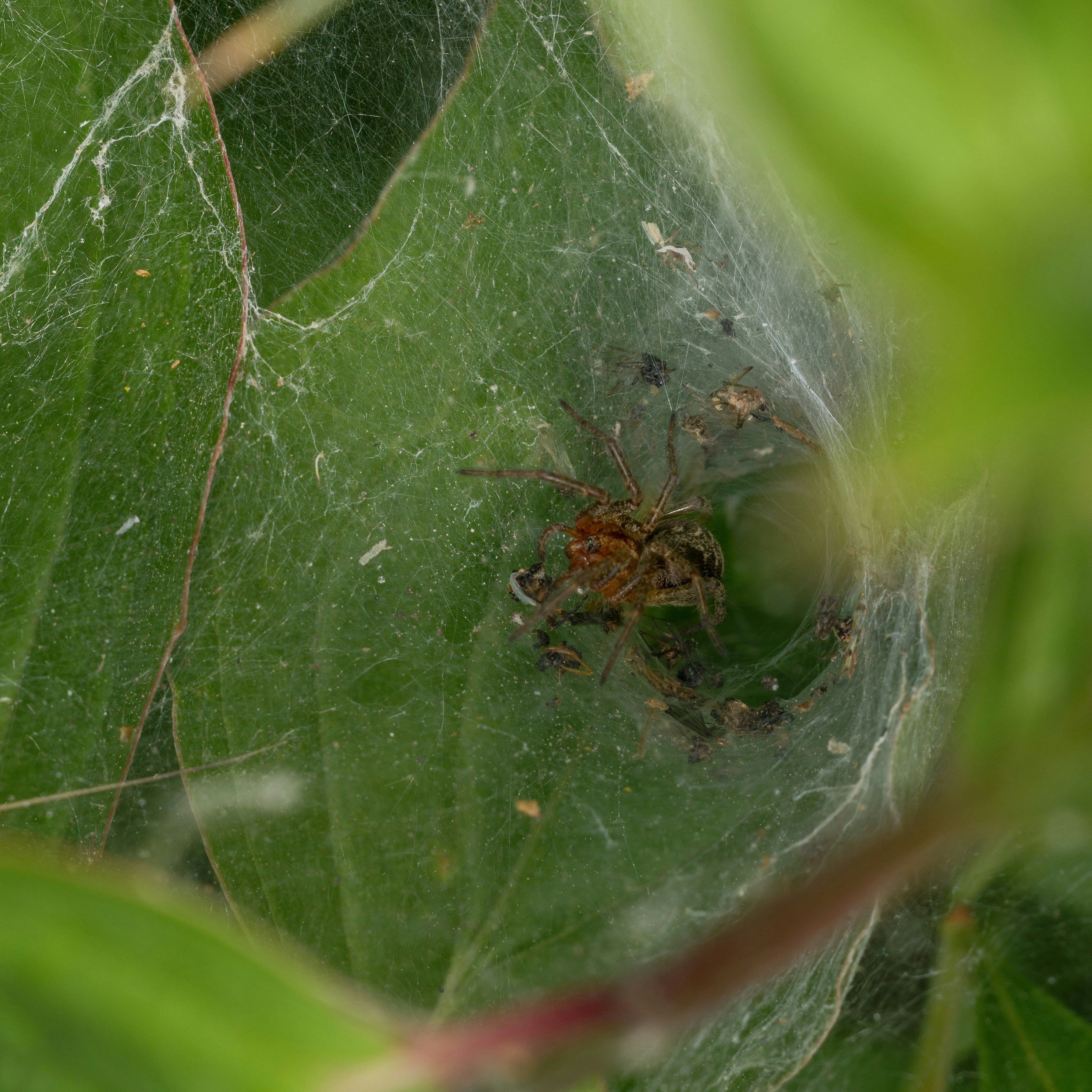 Spider in a web between green leaves.