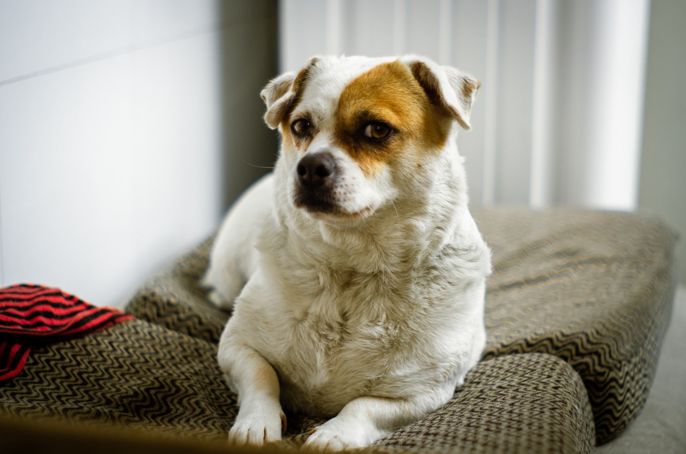Perro o gato con sobrepeso: cómo aliviar la presión en las articulaciones mientras baja de peso