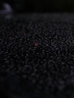 Raindrops cover a dark surface, creating texture.