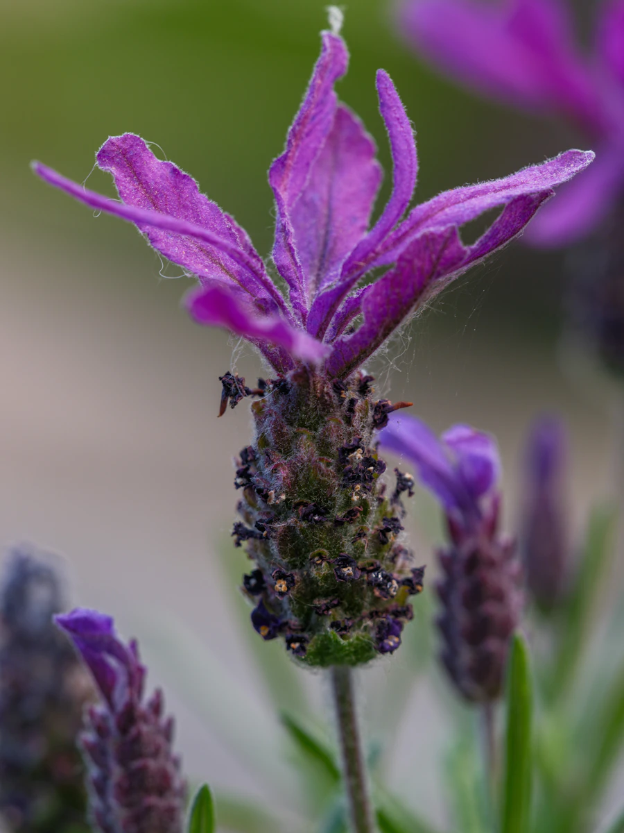 Purple lavender flowers in bloom
