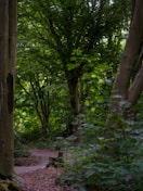 Trees and foliage create a peaceful forest scene.