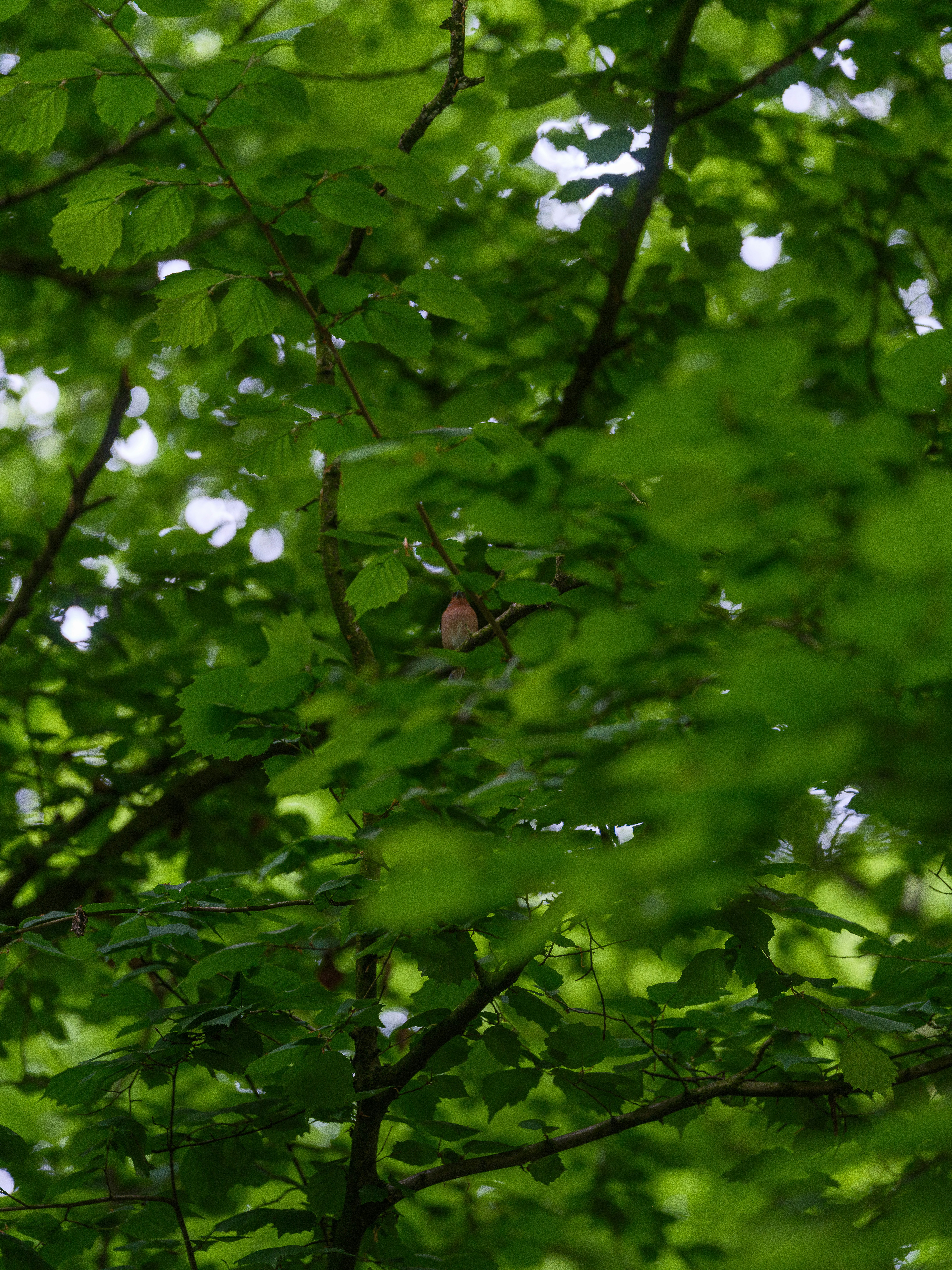 Photo by haberdoedas